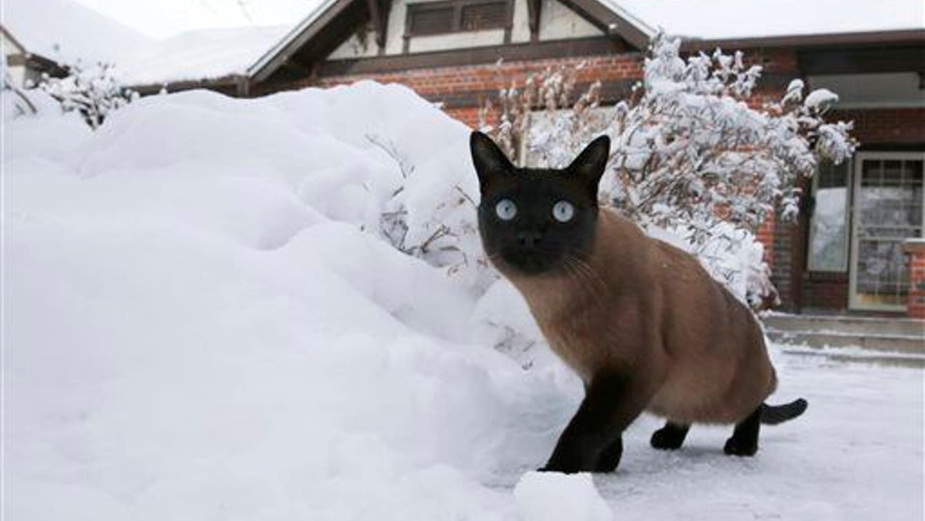 A three-year-old tom cat named Cato investigates the snow following a late winter storm Thursday, Feb. 26, 2015, in Denver.