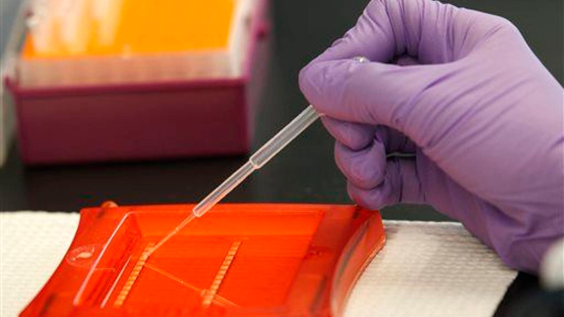 In this file photo, a scientist works with DNA samples in a laboratory.