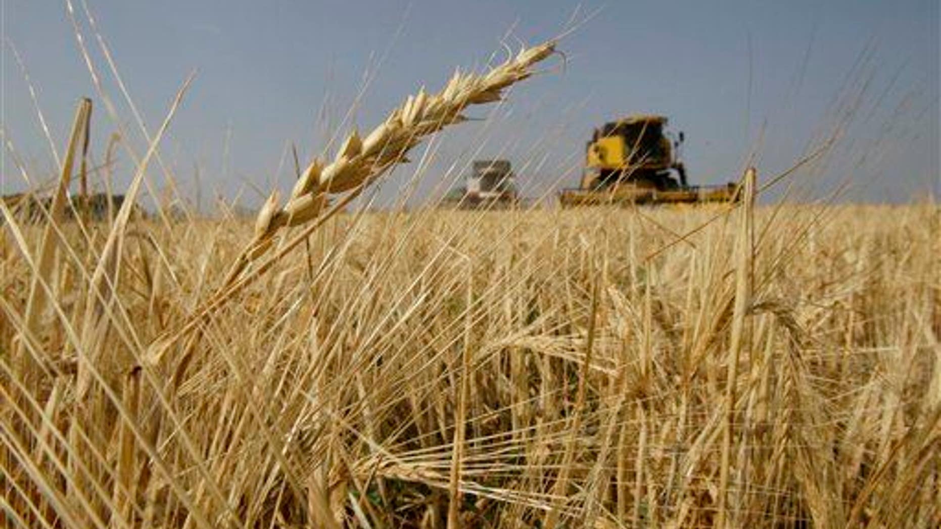 File photo of a field of barley.