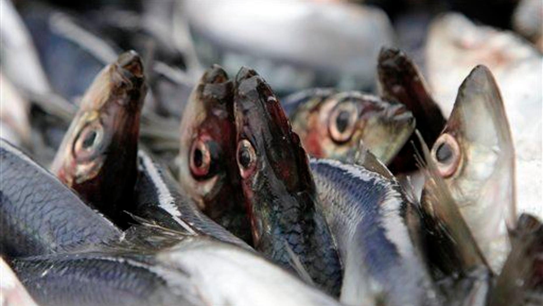 In this Feb. 23, 2012 photo, herring are unloaded in Portland, Maine.