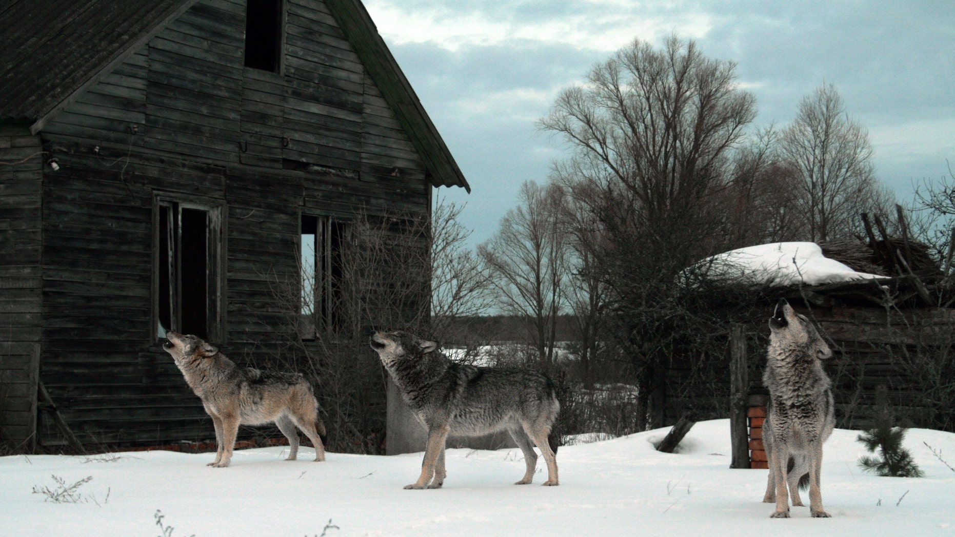 Howling wolves in abandoned village (Chernobyl) (Ihar Byshniou) (Credit: iStock)