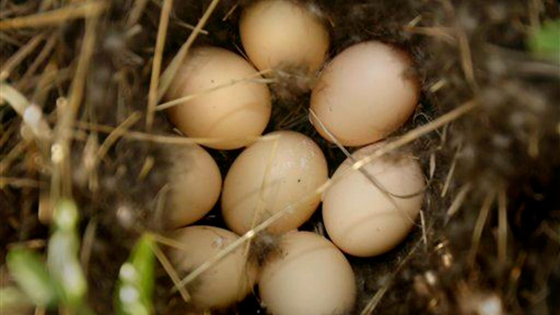 Did the shape of their eggs help some birds survive a mass extinction?