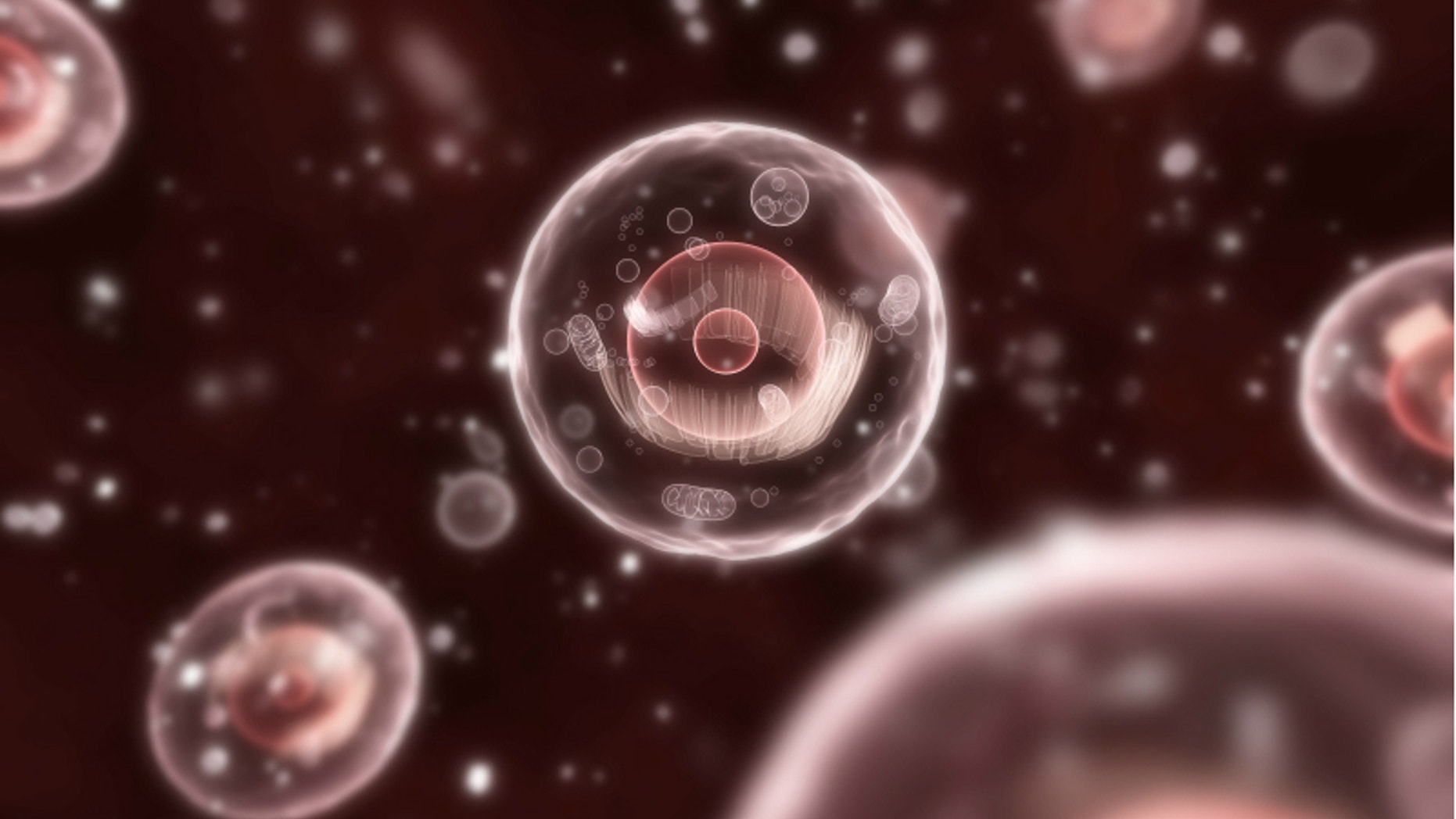A human cell