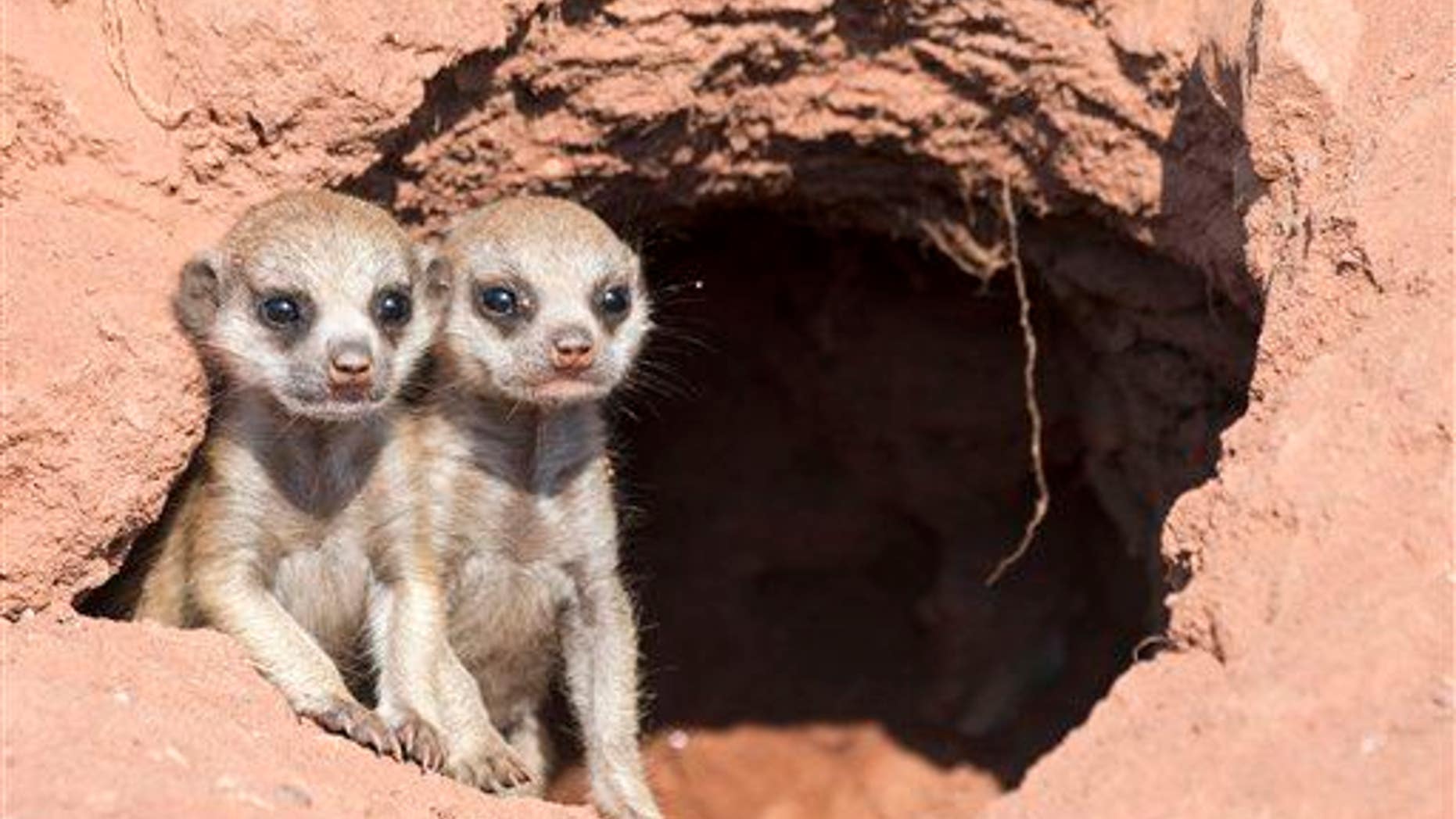 They look cute, but meerkats are most species most prone to lethal violence, a new study found.