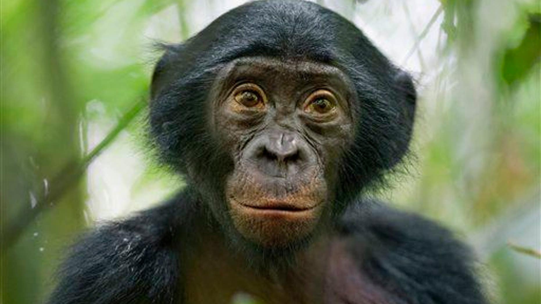 A five-year-old bonobo of a wild group of bonobos near the Kokolopori Bonobo Reserve, in the Democratic Republic of Congo, Jan. 25, 2011.