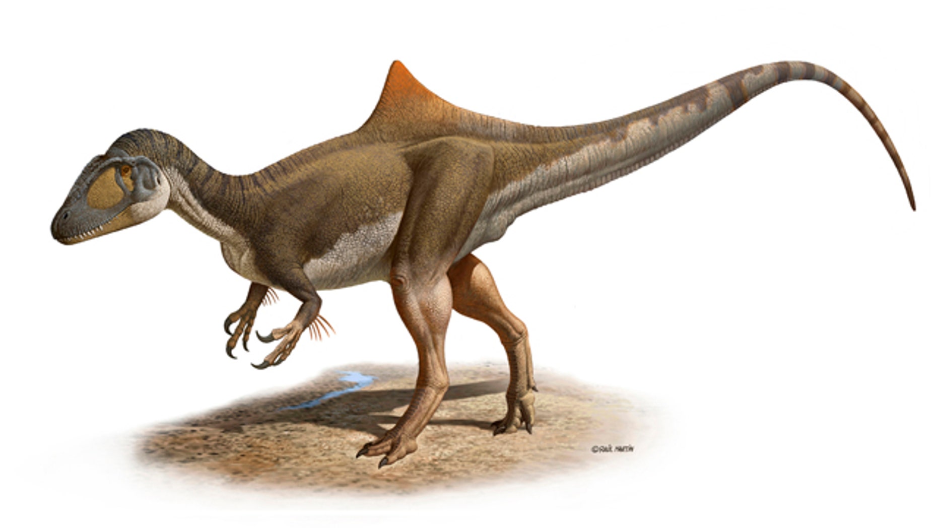 The weird world of dinosaurs has just gotten a tad more bizarre. Scientists found a nearly complete fossil of a new dinosaur that sports a noticeable hump, maybe as advertising.