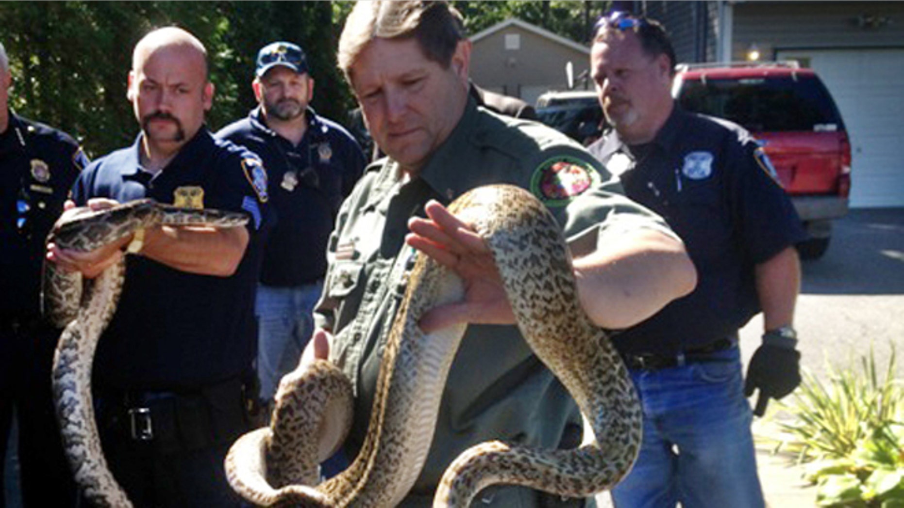 Sept. 19, 2013: Michael Ralbovsky, center, who is the General Curator and Herpetologist at the Rainforest Reptile Show, displays one of two Burmese Pythons taken from a home in Shirley, N.Y.