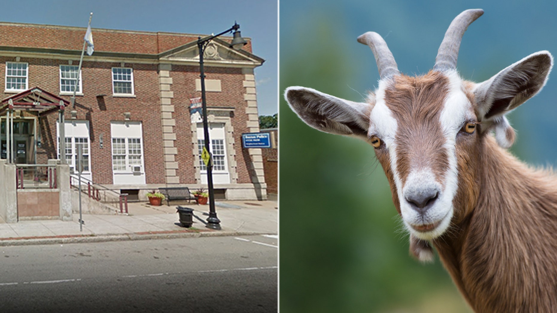 Instead of calling law enforcement, police say she drove her car – goat head still in place – about a half mile to the Hyde Park branch of the Boston Police Department (left).