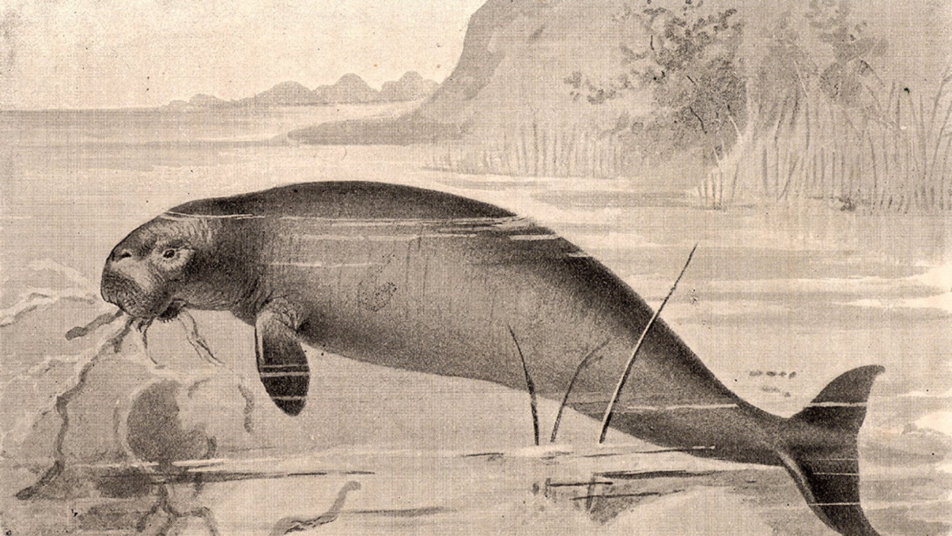 An illustration of a Steller's sea cow (Hydrodamalis gigas) from the book "Extinct Monsters" by the Rev. H.N. Hutchinson (London, 1893).