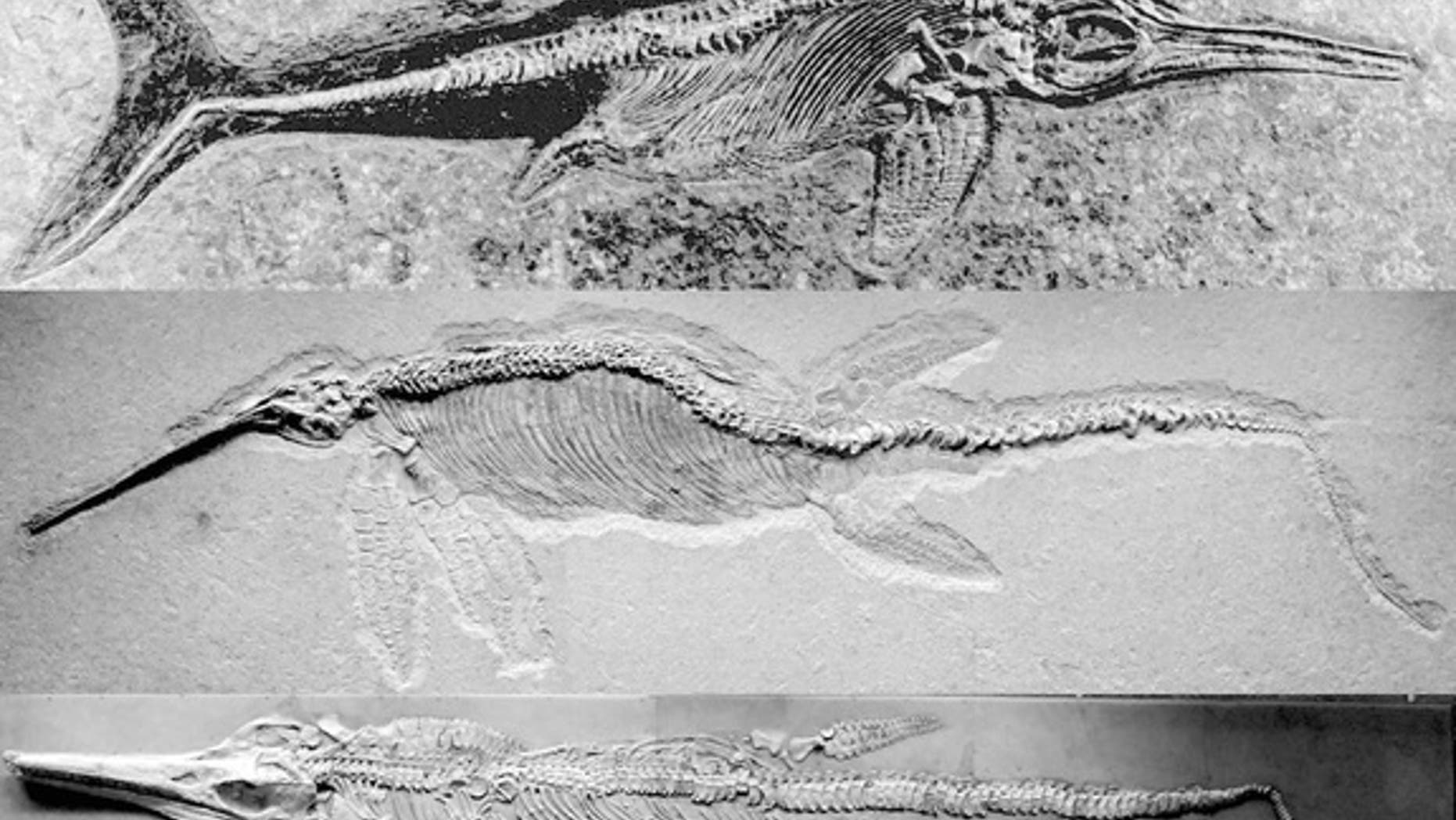 Different ichthyosaur genuses, including <i>Stenopterygius</i>, a small, dolphinlike pursuit predator (top); <i>Eurhinosaurus</i>, a medium-size predator with a very elongated upper jaw (middle); and <i>Temnodontosaurus</i>, a massive apex pred