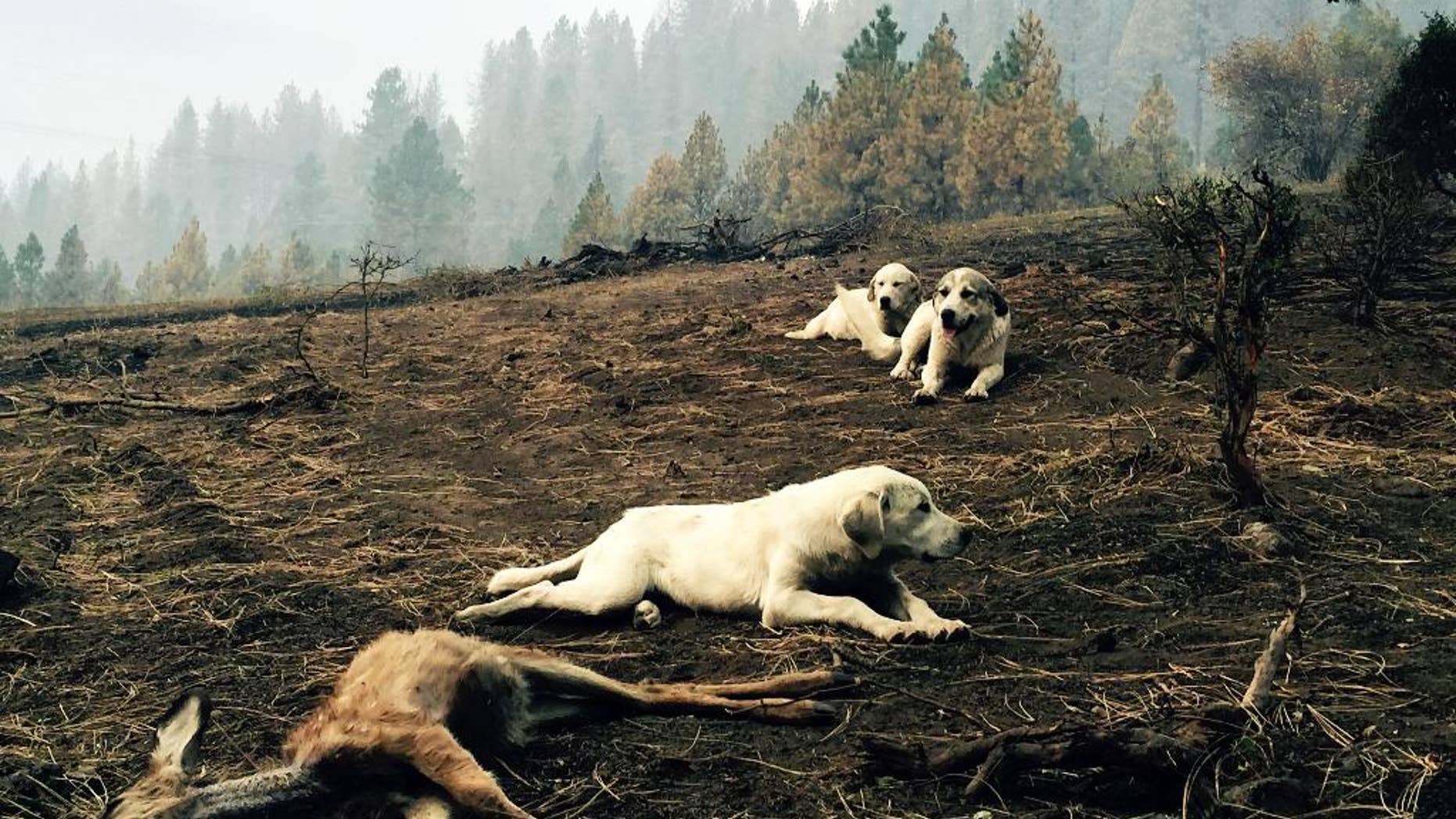 In this Monday, Aug, 17, 2015, photo, a sheep dog and her two pups protect a dead fawn, killed when fire swept through Kamiah, Idaho. The dogs stayed for hours, warding off people and potential predators, according to a witness. The group of fires near Kamiah, in northern Idaho, has destroyed more than 40 homes. (Louis Armstrong via AP)