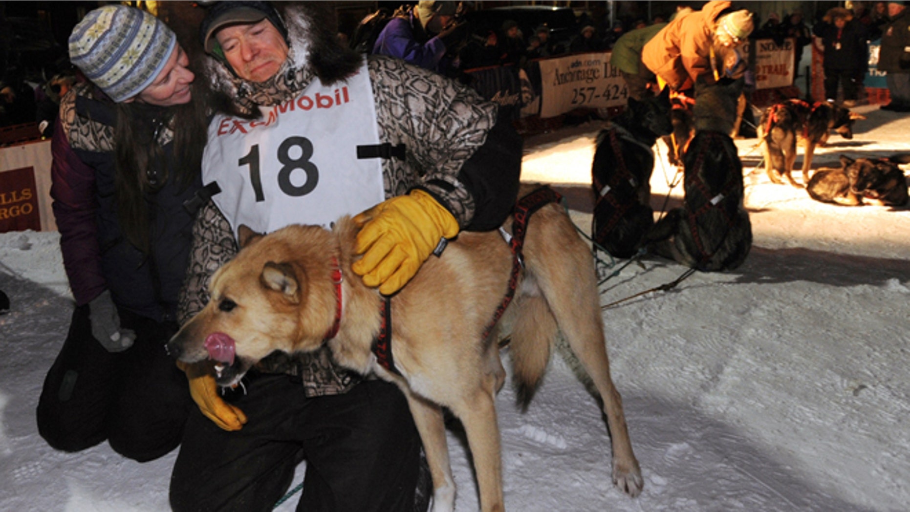March 13: Four-time Iditarod champion Jeff King pats a dog after he finished third at Nome, Alaska.