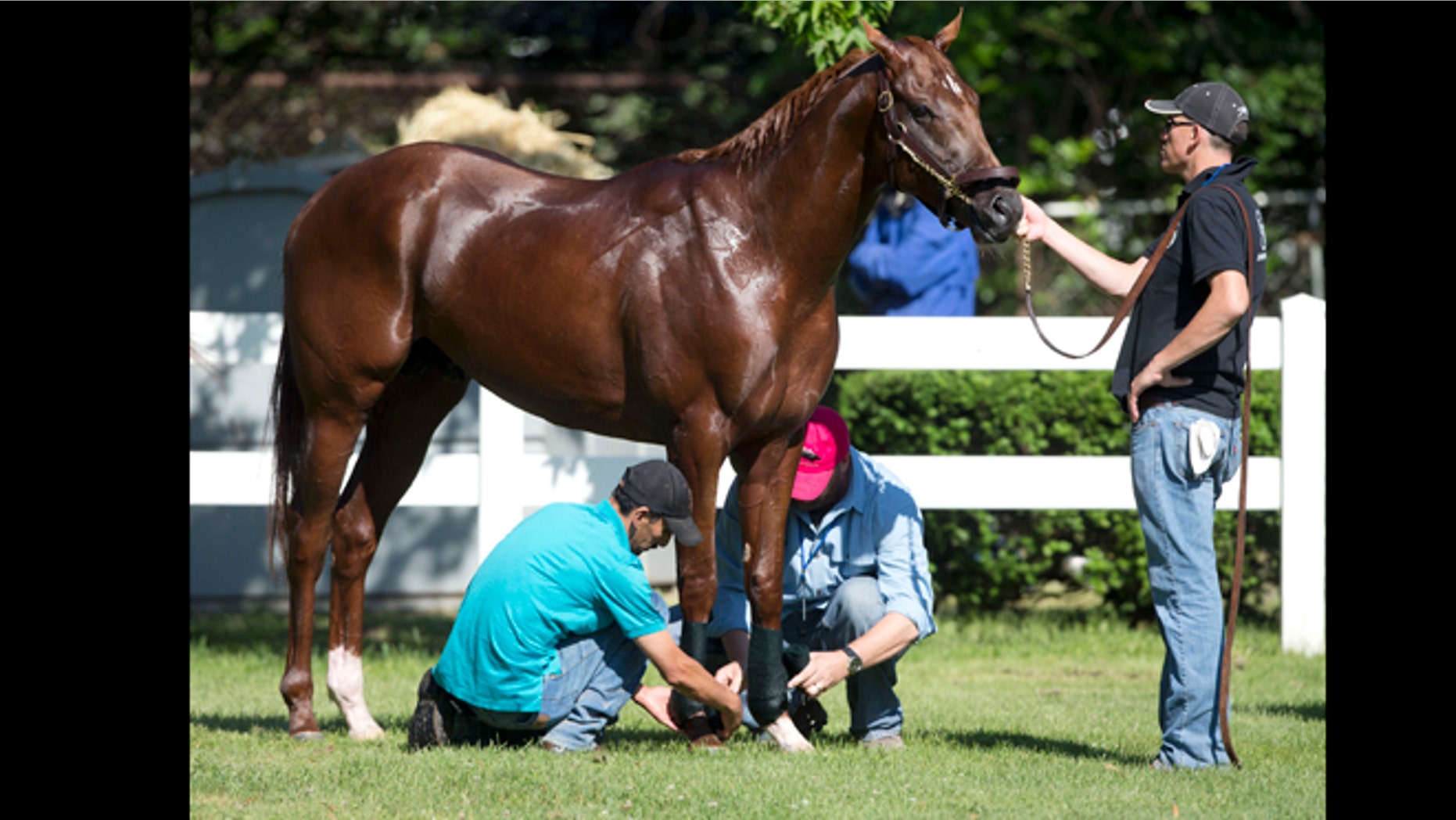 FILE - This June 7, 2012 file photo shows I'll Have Another being tended to after a bath at Belmont Park in Elmont, N.Y. (AP Photo/Mike Groll, File)