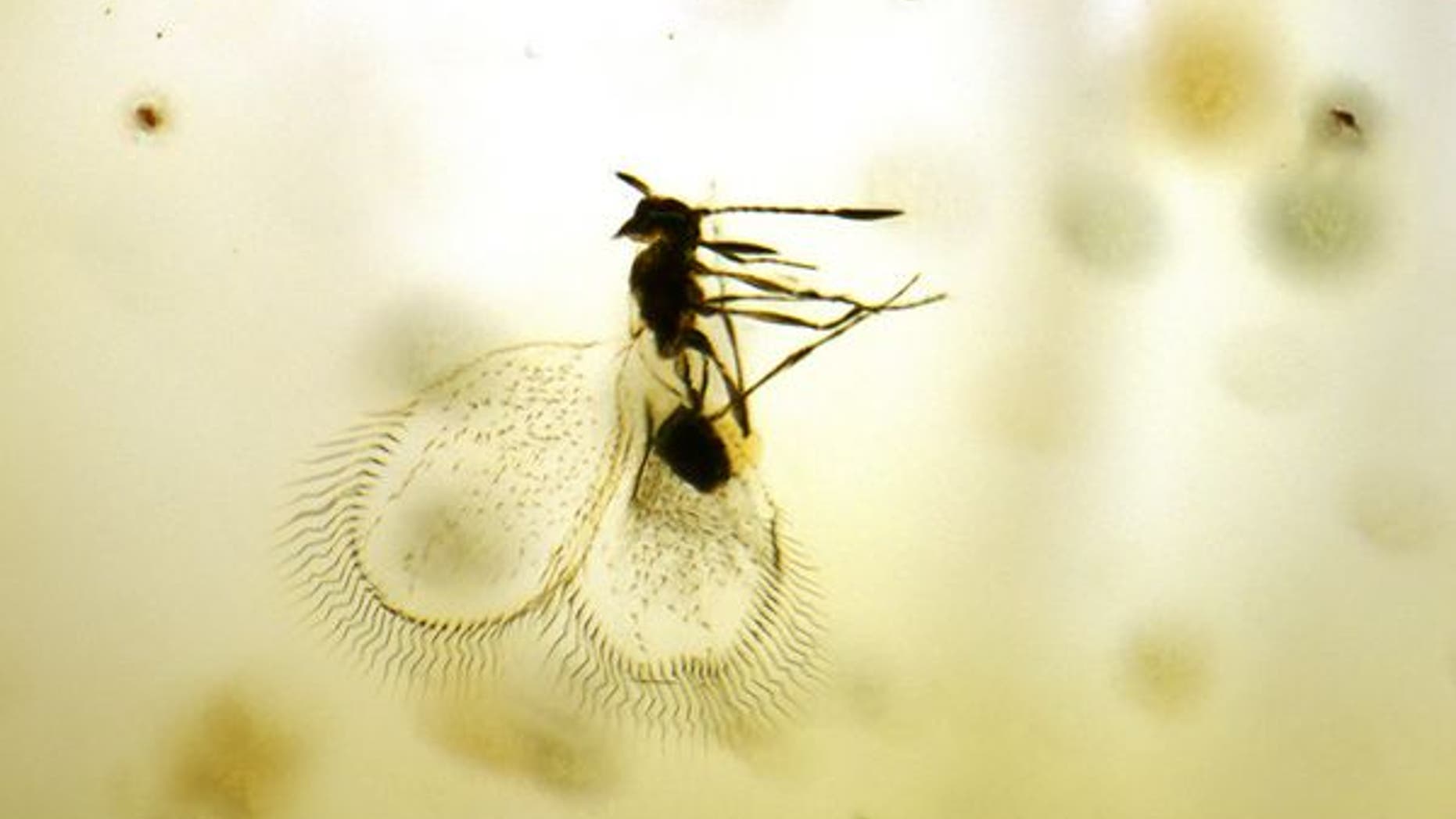 Scientists have discovered 330 pounds of fossilized tree resin containing more than 700 preserved insects and spiders.