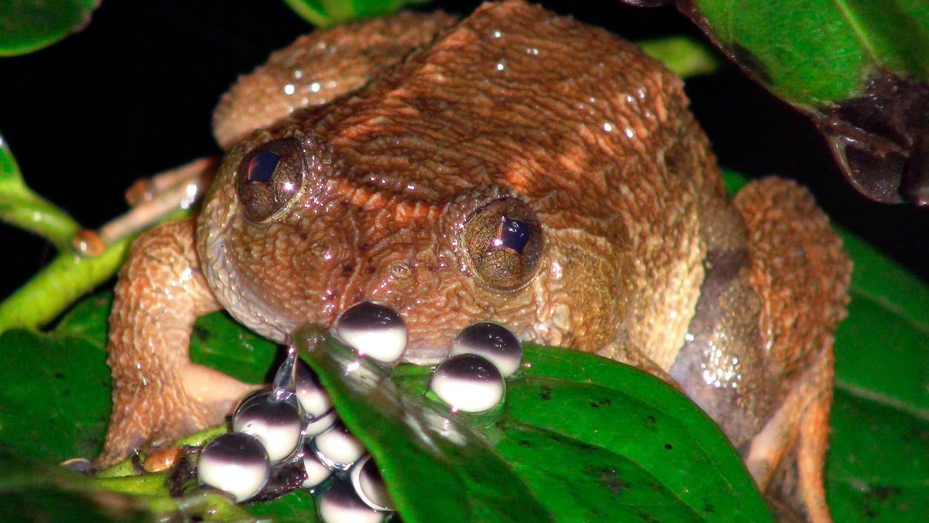 A jog night frog sits in the forests of the Western Ghats in Karnataka, India.