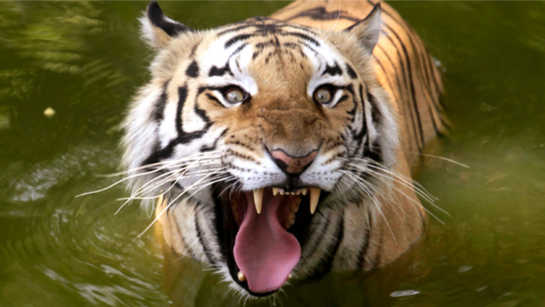 A Royal Bengal tiger cools off in the water at a zoo in Hyderabad, India, Monday, March 28, 2011. India's latest tiger census shows an increase in the numbers of the endangered big cat.