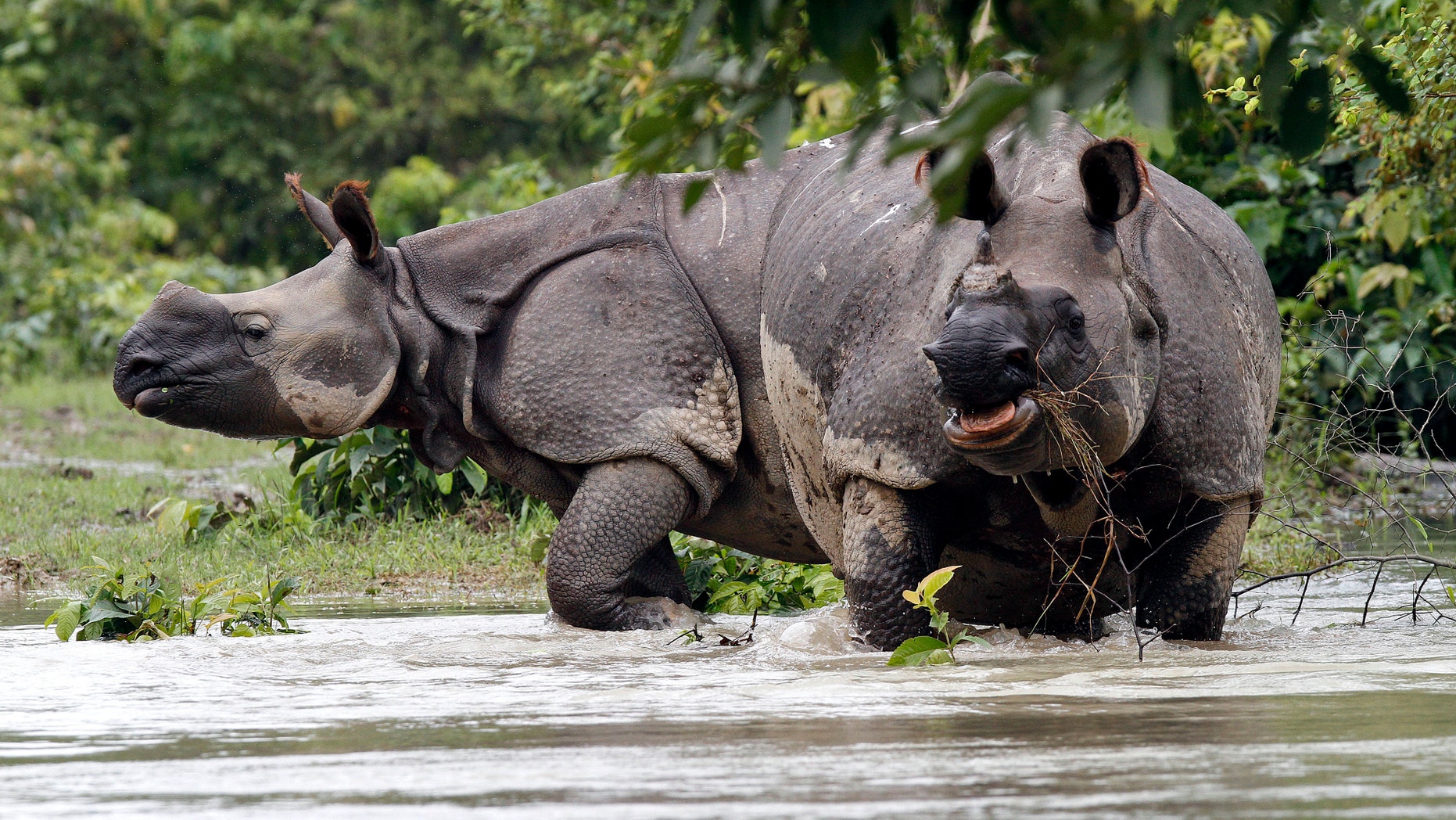 July 21, 2012: One-horned Rhinoceros wade through floodwaters at Pobitora wildlife sanctuary in the northeastern Indian state of Assam.