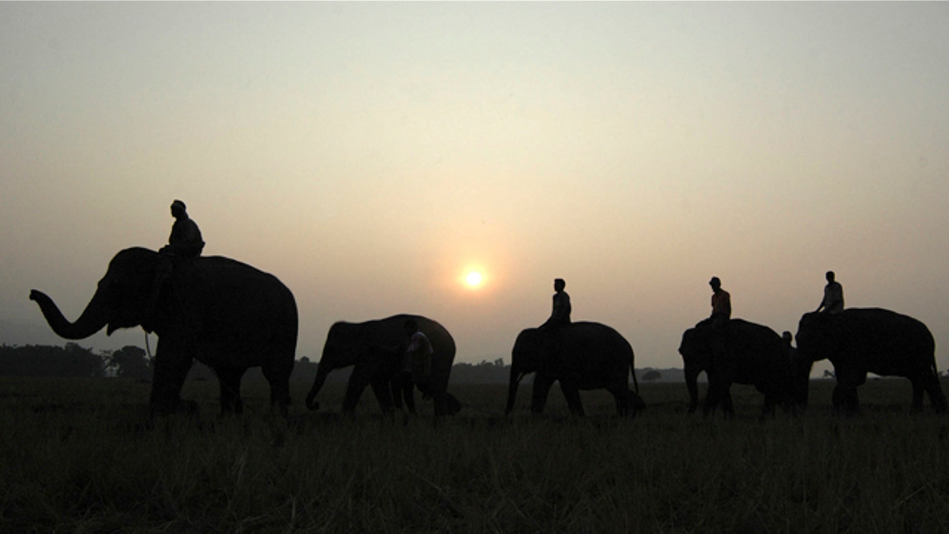 In this Jan. 4, 2007 file photo, elephants come to camp in Kaziranga about 250 kilometers (156 miles) east of Gauhati, India.