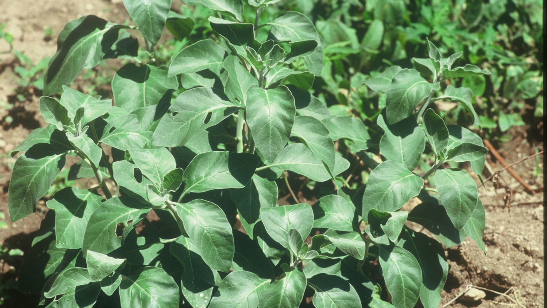 The Indian herb ashwagandha, shown here, may have significant health benefits, including the ability to lower levels of the stress hormone cortisol. (Image courtesy of Chris Kilham)