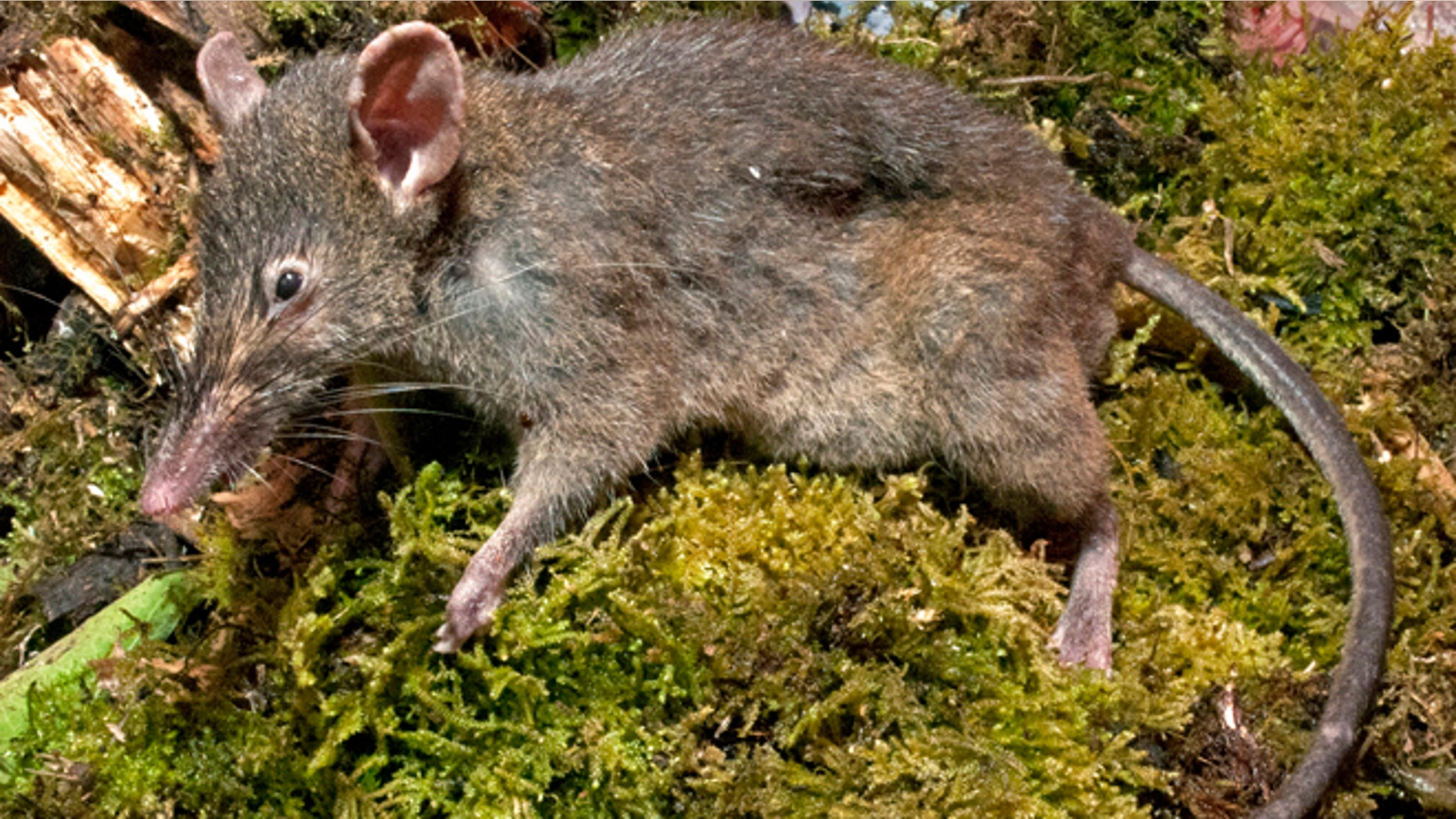 A Paucidentomys vermidax, a new species of rat, that was found in the forests of southern Sulawesi Island, Indonesia, in 2011. The unique rat that lives off earthworms and doesn't chew or gnaw is the only rodent out of more than 2,200 known species that does not have molars and instead has bicuspid upper incisors.
