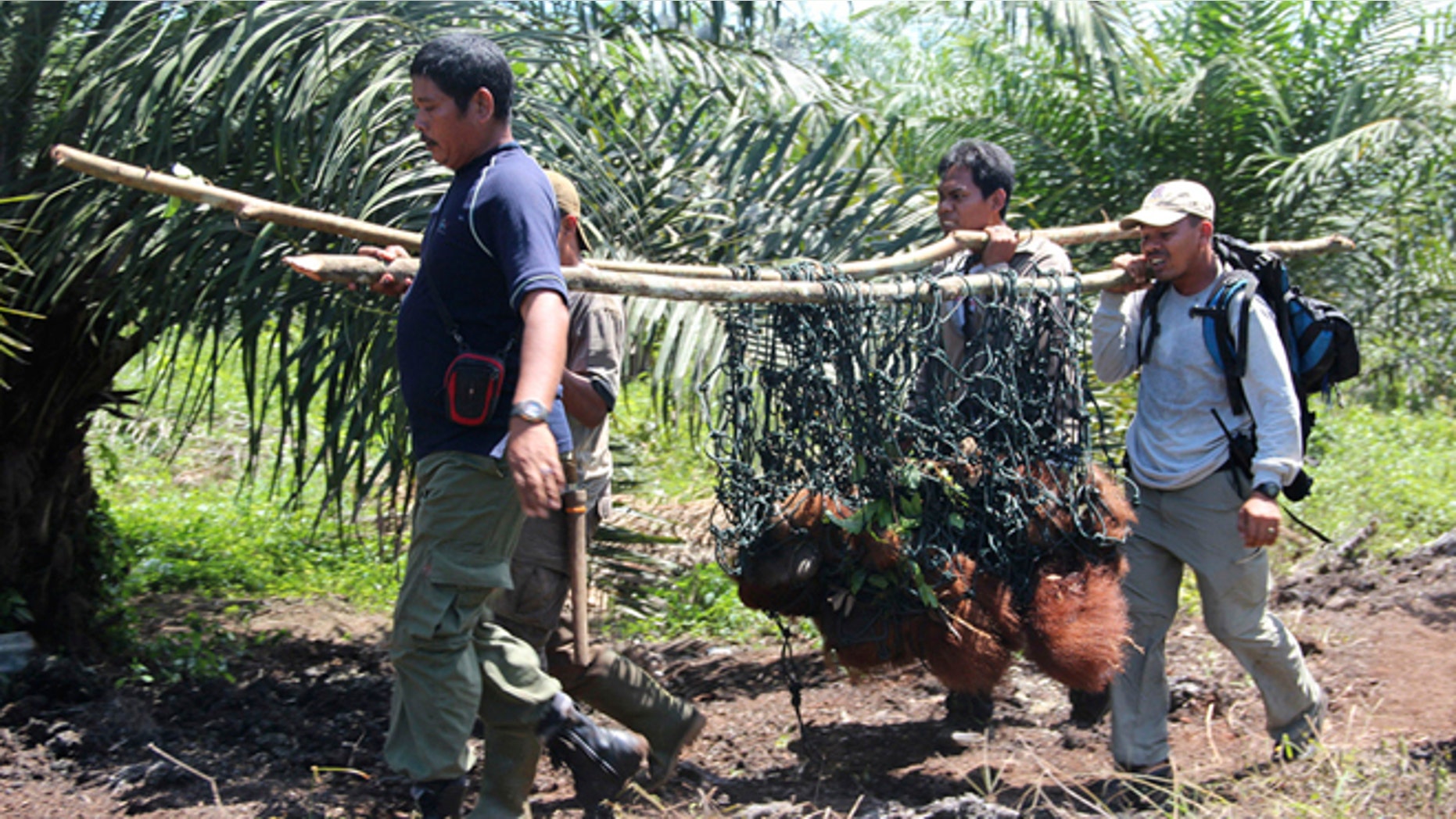 Oct 14, 2012: Staff of Sumatran Orangutan conservation Programme carry Seuneam male Orangutan after he was trapped for several days in a forest surrounded by palm oil plantations, in Nagan Raya, Aceh, Indonesia.