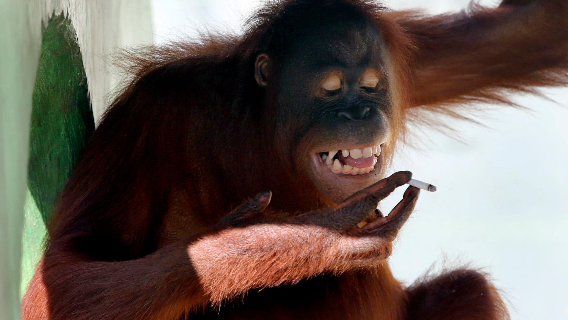 Tori, a 15-year-old orangutan, smokes a cigarette inside her cage at Satwa Taru Jurug zoo in Solo, Central Java, Indonesia, Friday, July 6, 2012. Zookeepers said they plan to move Tori, who learned to smoke about a decade ago by imitating people, away from visitors who regularly throw lit cigarettes into her cage so they can watch and photograph her puffing away and exhaling smoke. (AP Photo)
