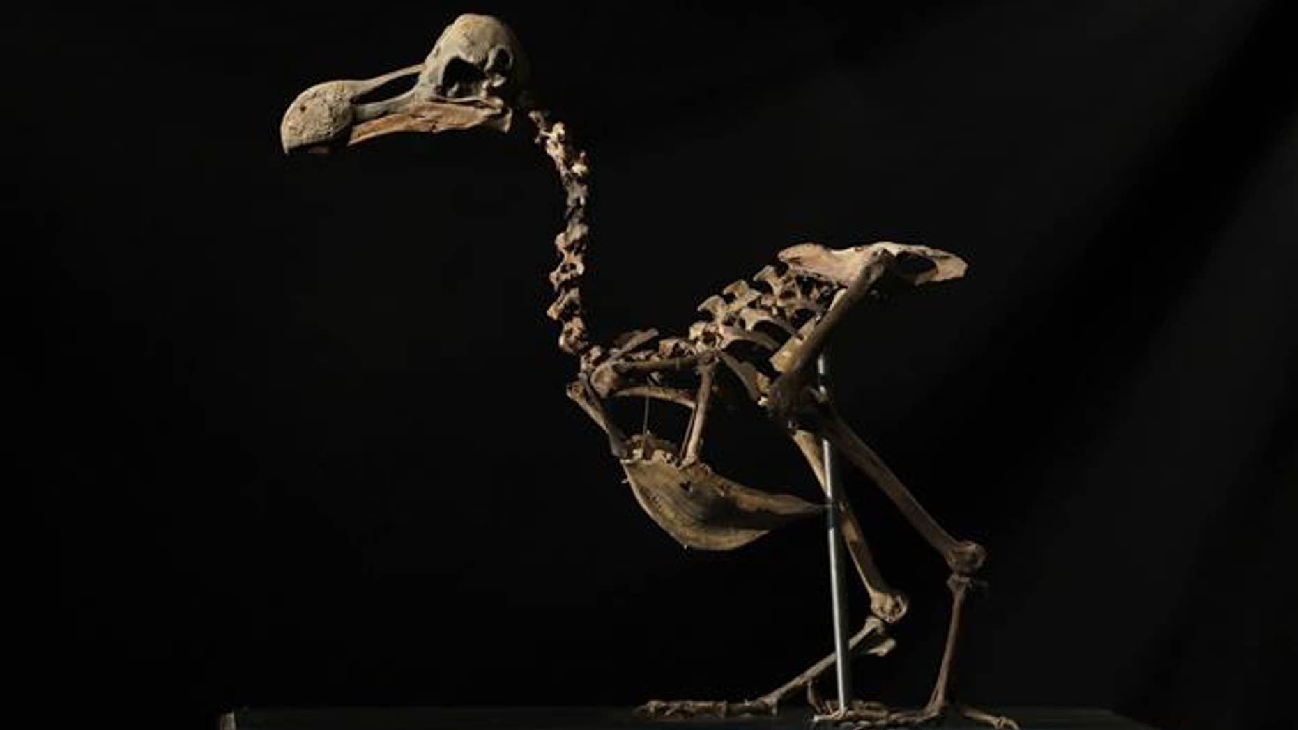 A Dodo skeleton is displayed at Summers Place Auctions.