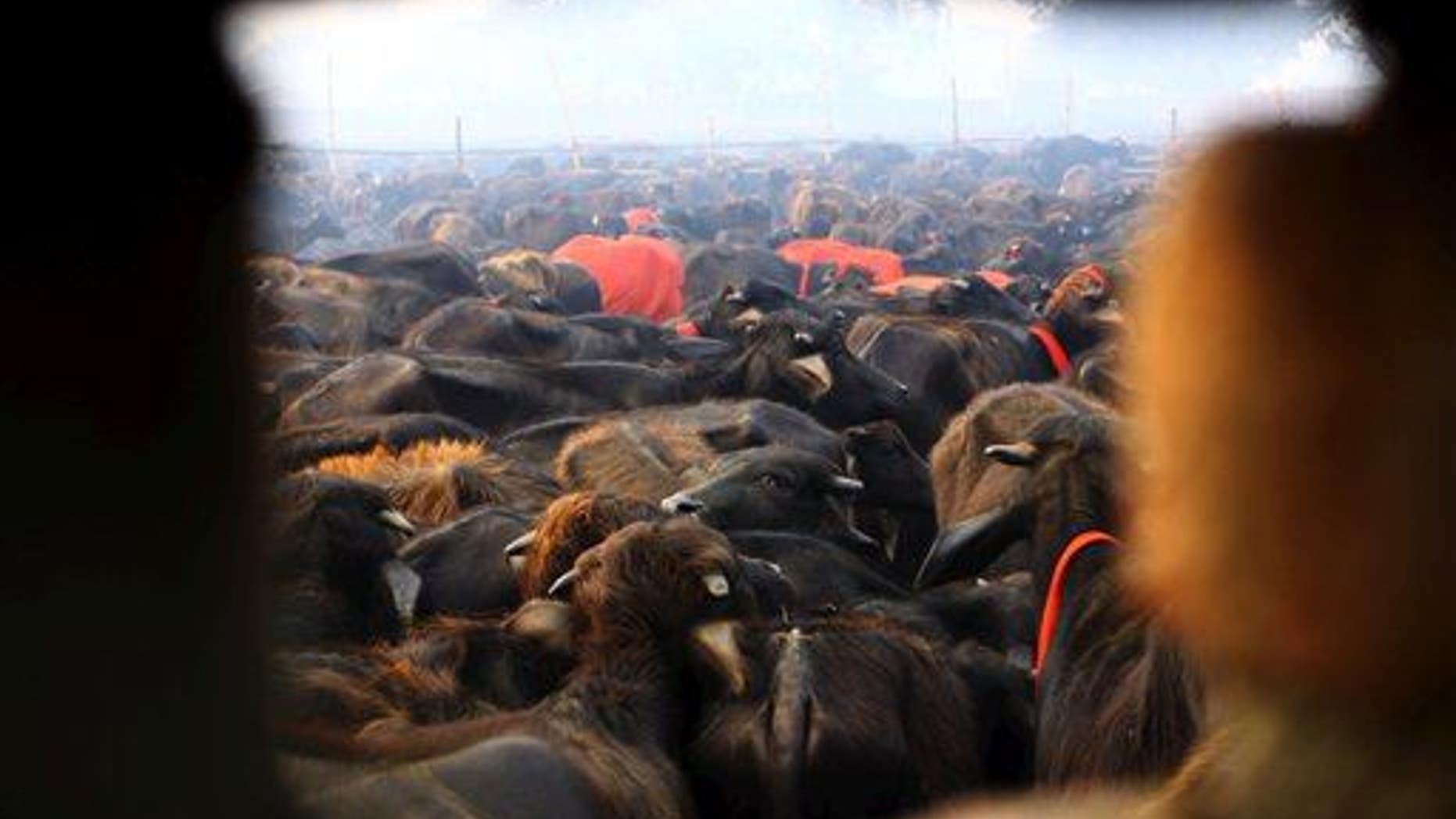 A herd of buffaloes stand before they are slaughtered during a mass sacrifice ceremony at Gadhimai temple.