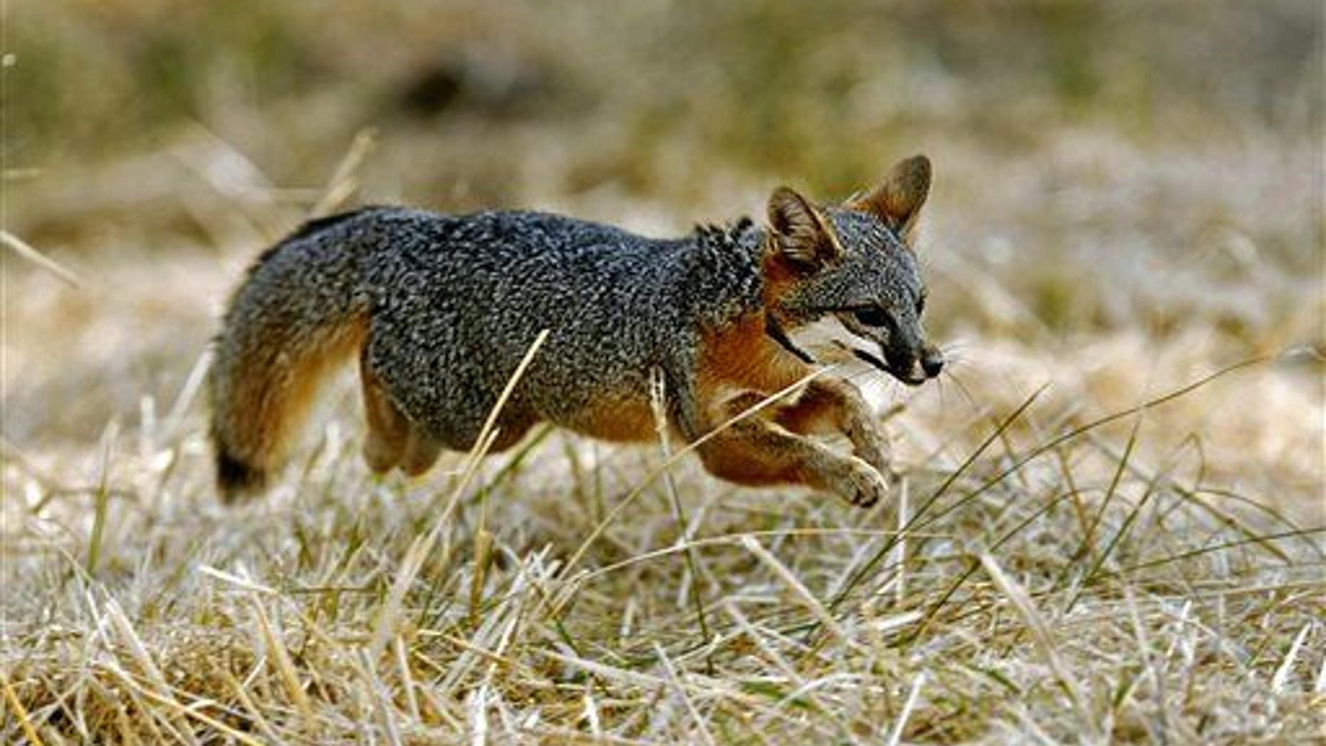 What does the fox say? Maybe not "woof," but it looks like it can be bred to be more like Fido than we thought.
