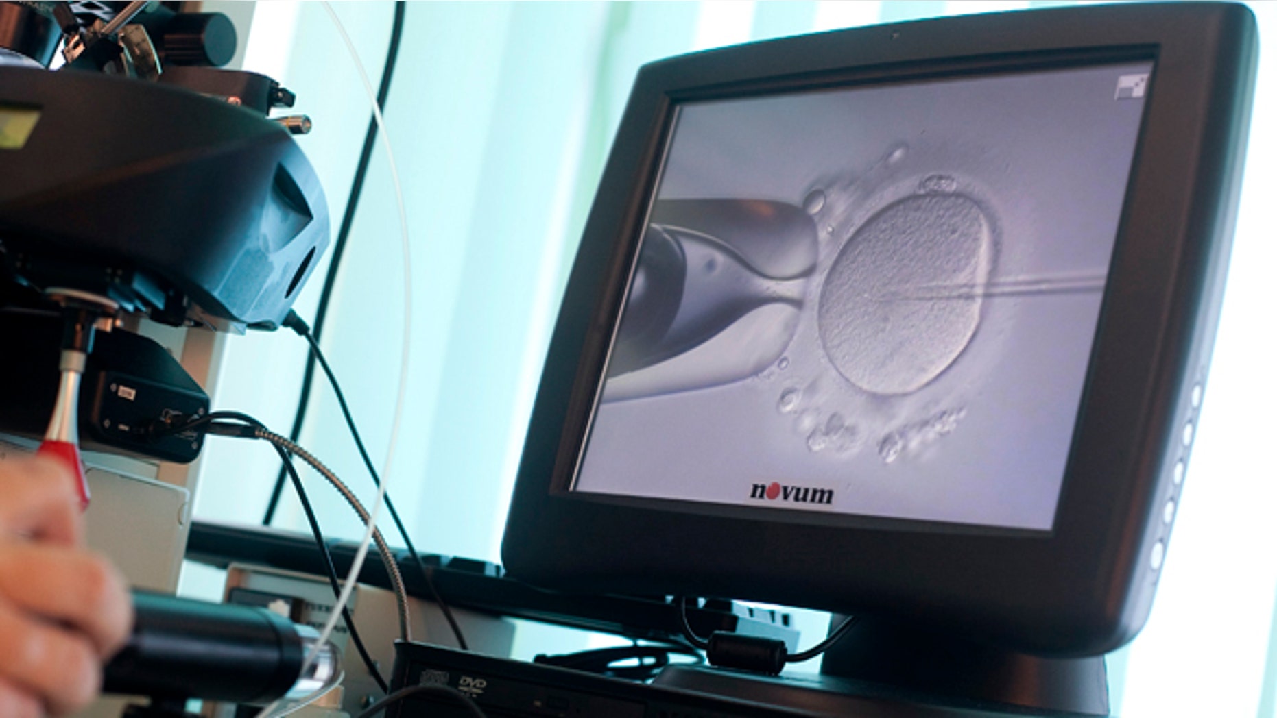 Reuters file photo shows a doctor injecting sperm directly into an egg during an in-vitro fertilization procedure.
