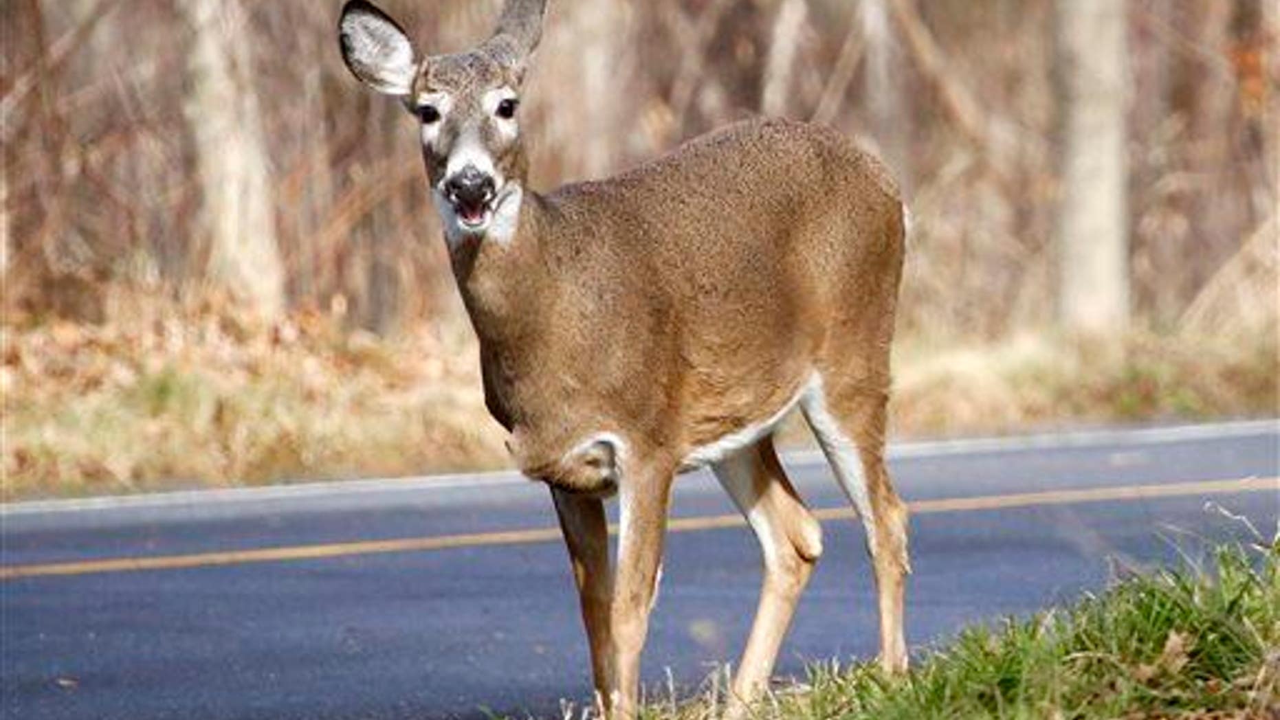 A white-tailed deer forages for food along the road on Mount Greylock in Lanesborough, Mass., Friday, Nov. 27, 2015.