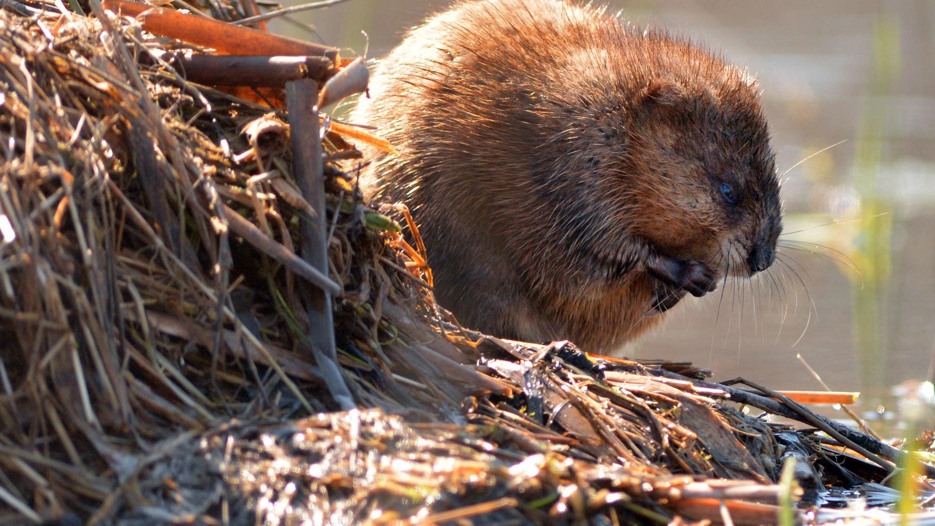 A seemingly harmless beaver.