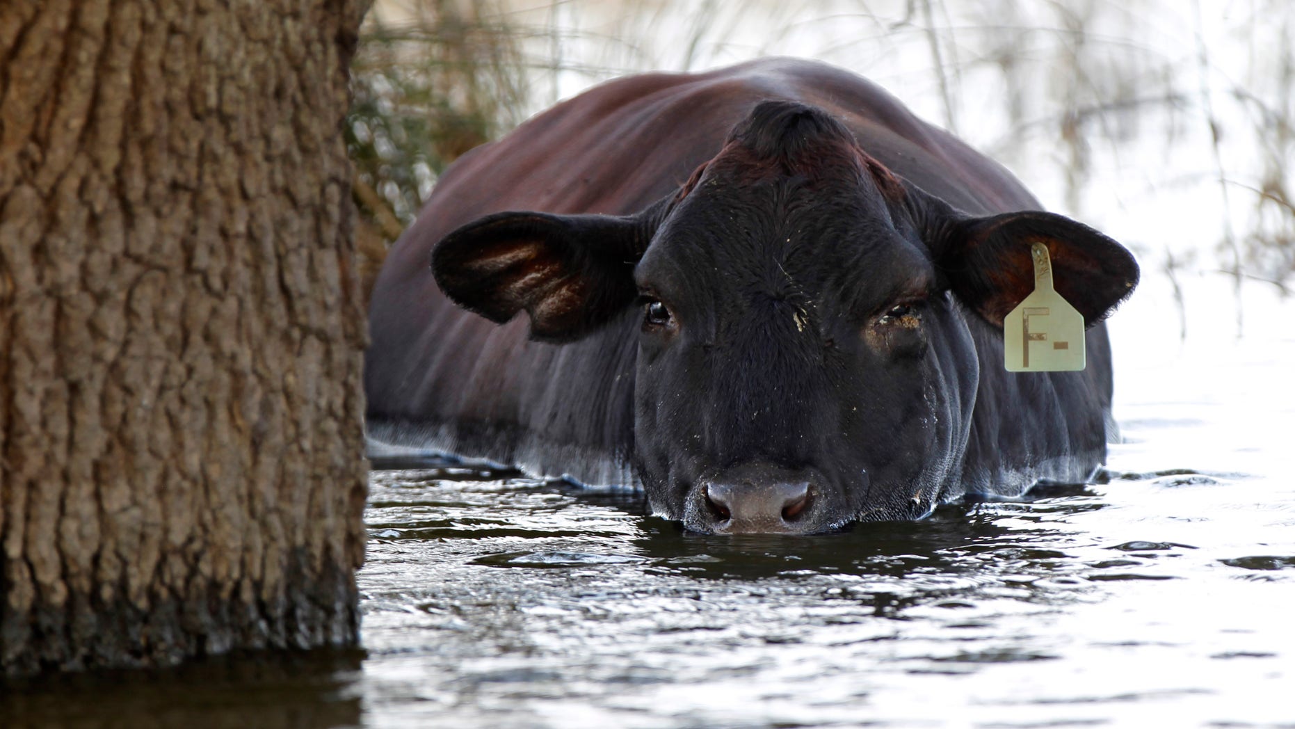 Sept. 4, 2012: In this file photo, a cow is seen stranded in floodwaters from Hurricane Isaac in Plaquemines Parish, La.