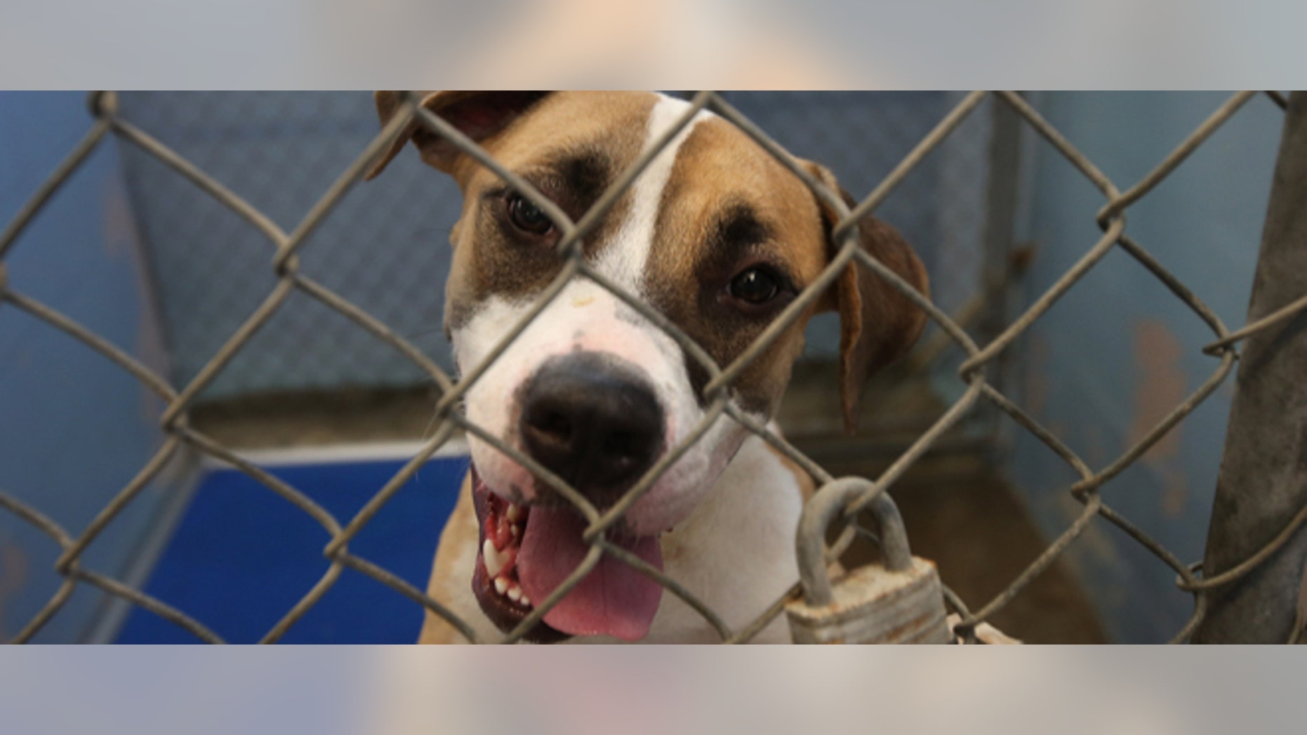 NEW ORLEANS, LA - SEPTEMBER 01: Boxer-great dane mix Felix awaits transport from the Jefferson Parish Animal Shelter on September 1, 2012 on the outskirts of New Orleans, Louisiana. The animal shelter has been receiving a large number of dogs and cats who's owners' homes were damaged or destroyed by Hurricane Isaac. The Humane Society of the United States is transferring 150 dogs and cats from the shelter to other locations in the U.S., anticipating that more pets rescued from flood affected areas will be arriving in upcoming days. (Photo by John Moore/Getty Images)