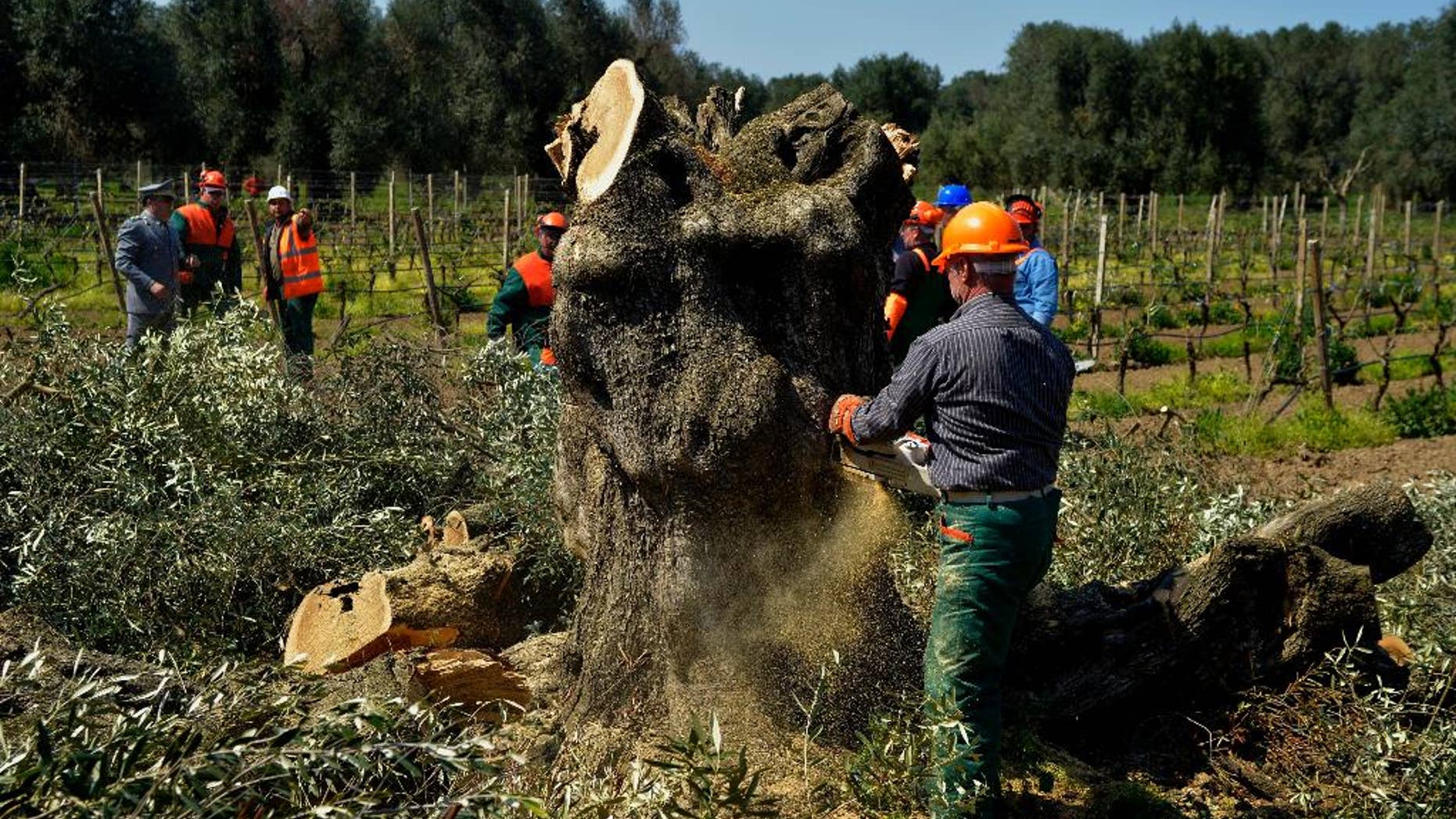 An olive tree is cut down in Oria, near Brindisi, southern Italy, Monday, April 13, 2015. Forestry officials in southern Italy have cut down the first of thousands of olive trees infected with a deadly bacteria in a controversial bid to prevent its spread. The xylella fastidiosa bacteria has ravaged Puglia's olive trees and contributed to a 35 percent drop in the region's olive oil production last year. Its spread has so alarmed the EU that France announced a boycott of Puglian vegetables. Puglian growers have opposed the government's slash-and-burn plan, saying it won't contain the bacteria's spread. (AP Photo/Gaetano Loporto)