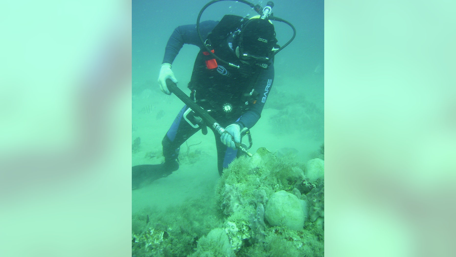 Scientists from UGA and the National Oceanic and Atmospheric Administration discovered and fully recovered a large fossilized whalebone near Gray's Reef National Marine Sanctuary approximately 20 miles off the Georgia coast in 2008.