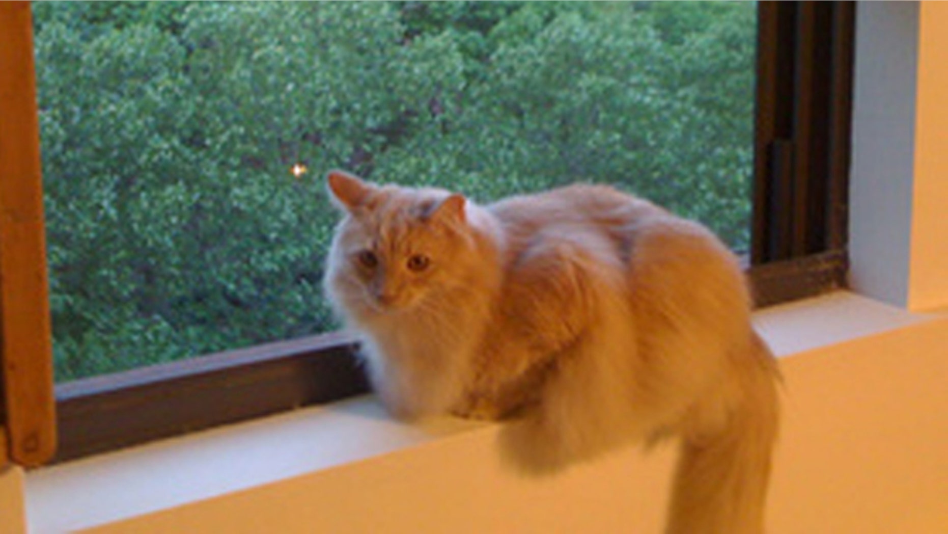Jack the Cat escaped from his carrier at New York's JFK airport last month, as his owner traveled from New York to San Francisco.