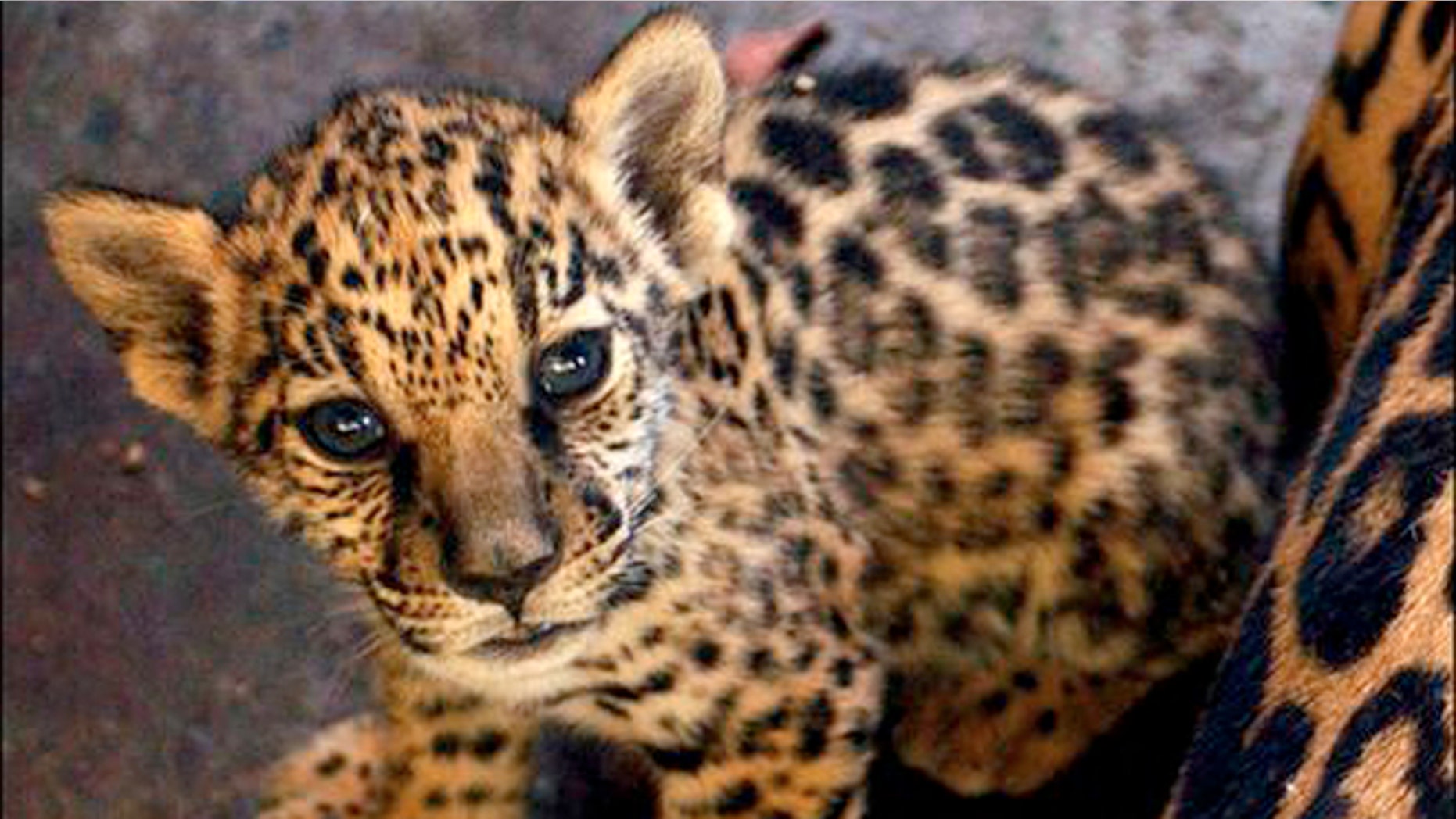 Ramses, a three-month-old Jaguar, is seen in the National Zoo in Managua, Nicaragua, Wednesday, Feb. 16 2005. The zoo is in need of more aid for the maintenance of the animals. (AP Photo/Esteban Felix)**EFE OUT**