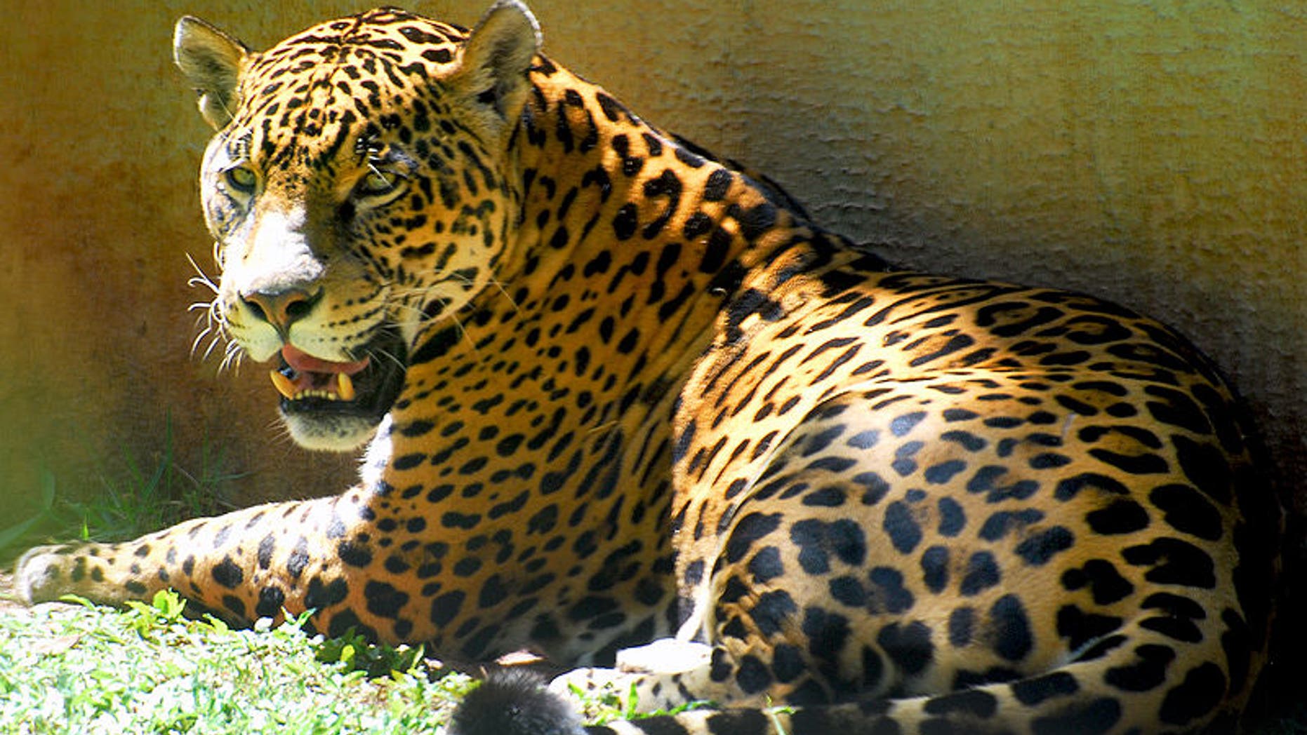 The Jaguar is the largest cat in the Western Hemisphere and the third largest in the world (after the lion and the tiger). It is also one of the four roaring cats.