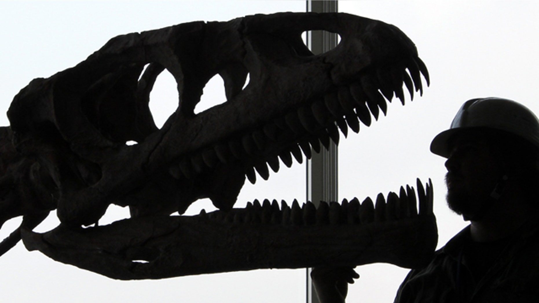 The skull replica of dinosaur "Lessemsaurus sauropoides" is silhouetted as it is put together with its rest of the skeleton by Argentine Museum of Natural Sciences engineer Renzo Dario Arce in preparation for "the Dawn of the Dinosaurs" exhibition in Tokyo, Friday, July 2, 2010.
