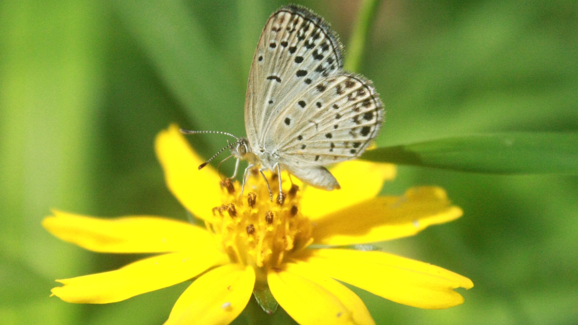 In this undated photo taken by Masaki Iwata of Univesrity of the Ryukyus and released by the university, a normal adult pale grass blue butterfly suckles nectar from a flower. Japanese researchers said they found mutations in butterflies caused by radiation from the crippled Fukushima Dai-Ichi nuclear power plant. A member of the team conducting the research, Joji Otaki of the university, said Wednesday, Aug. 15, 2012, that his group's findings show radiation emitted following catastrophic meltdowns in three of the plants reactors after it was damaged by a 9.0-magnitude earthquake and tsunami on March 11, 2011 is affecting the environment. (AP Photo/Masaki Iwata of University of the Ryukyus) NO SALES, MANDATORY CREDIT, EDITORIAL USE ONLY