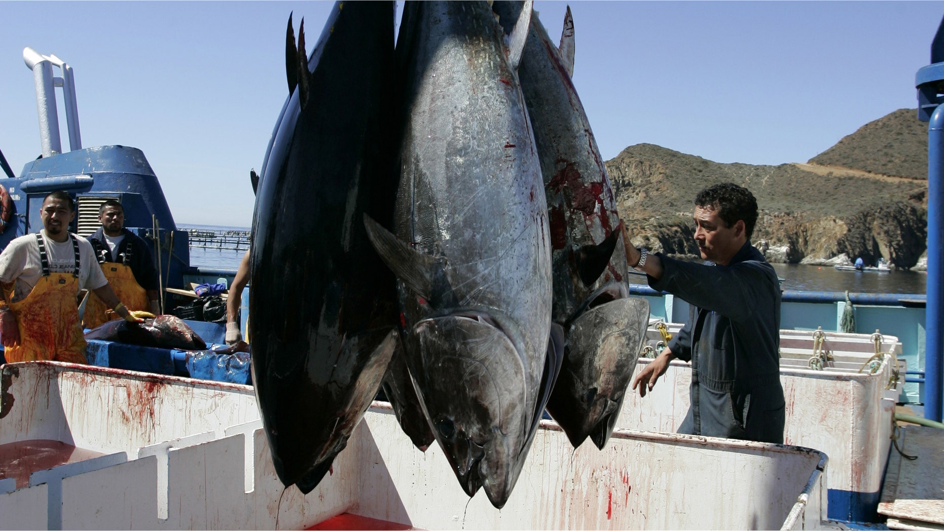 FILE - This March 5, 2007 file photo shows workers harvesting bluefin tuna from Maricultura's tuna pens near Ensenada, Mexico. New research found increased levels of radiation in Pacific bluefin tuna caught off the coast of Southern California. Scientists said the radiation found in the fish came from Japan's Fukushima nuclear plant that was crippled by the 2011 earthquake and tsunami. (AP Photo/Chris Park, File)