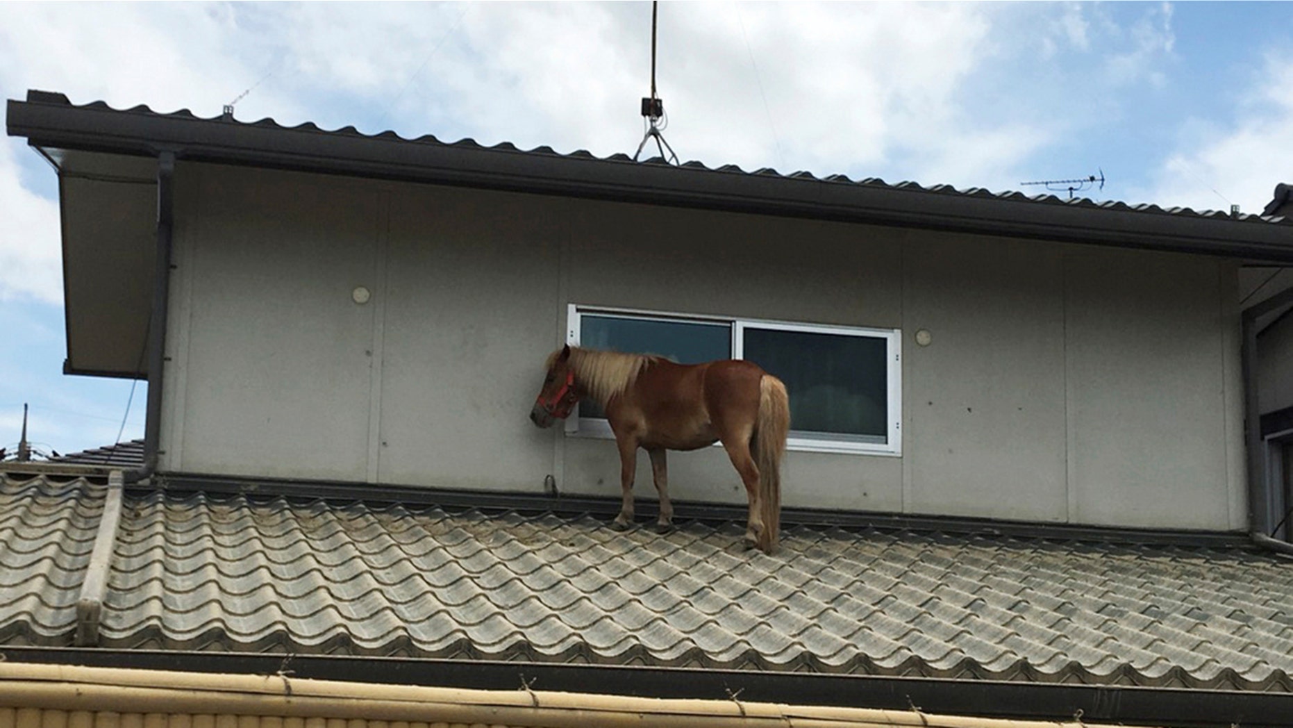 A Mini Horse Was Found On A Japanese Rooftop Three Days After