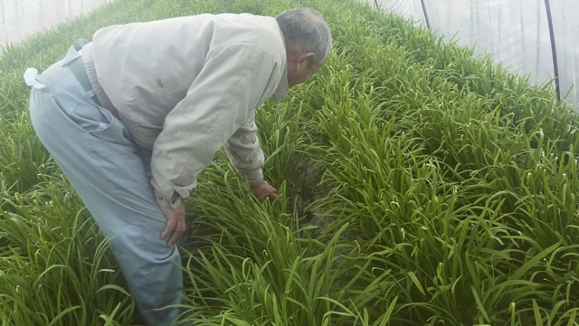 In this Thursday, March 18, 2011 photo, a farmer checks leeks cultivated in a vinyl house in the earthquake and tsunami-stricken town of Yamamoto in Miyagi Prefecture, northeastern Japan. Japan said Saturday, March 19, that radiation levels in spinach and milk from farms near its tsunami-stricken Fukushima Dai-ichi nuclear power complex exceeded government safety limits