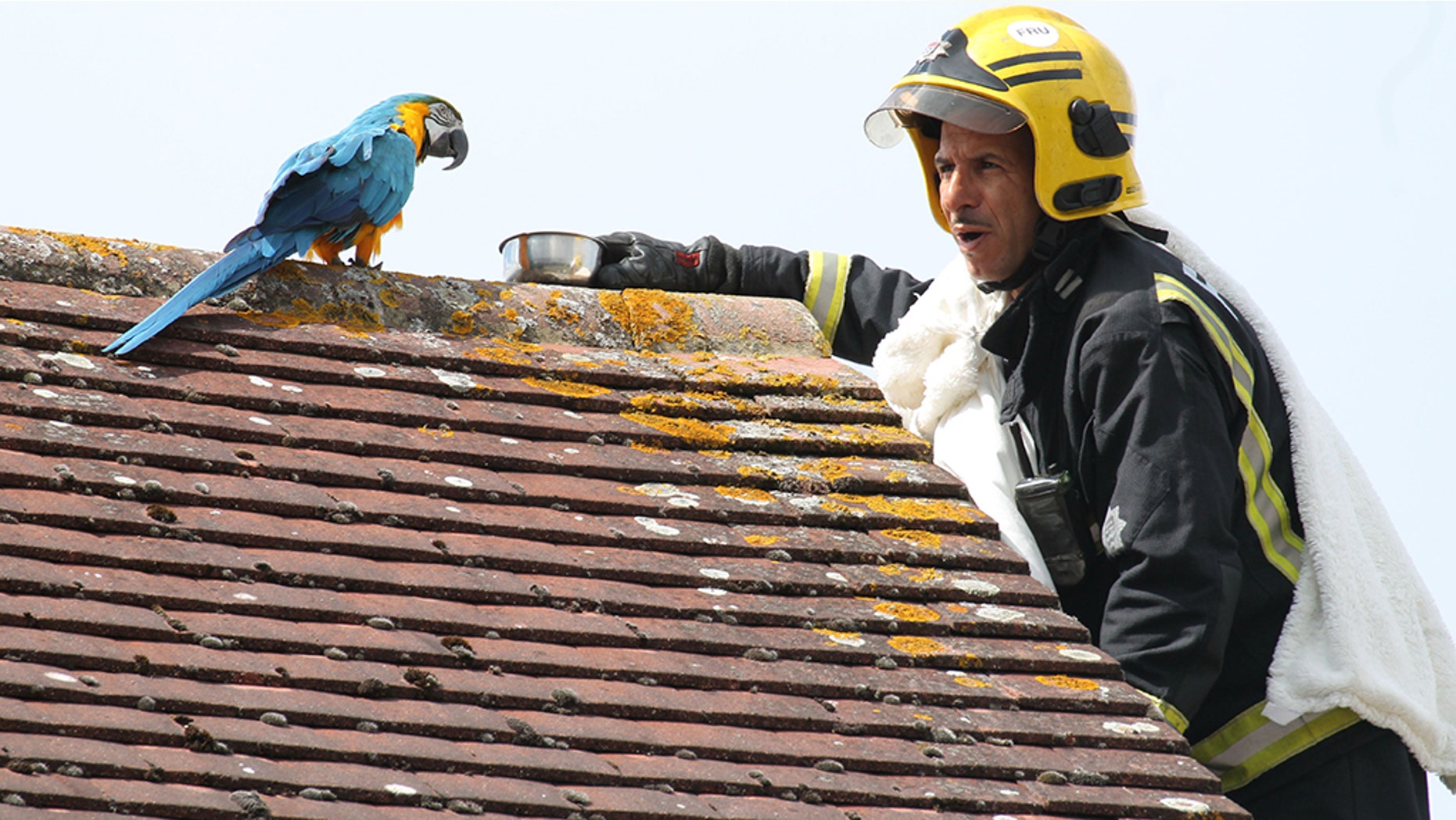 A parrot stuck on a roof for three days greeted firefighters sent to its aid with a four-letter tirade.