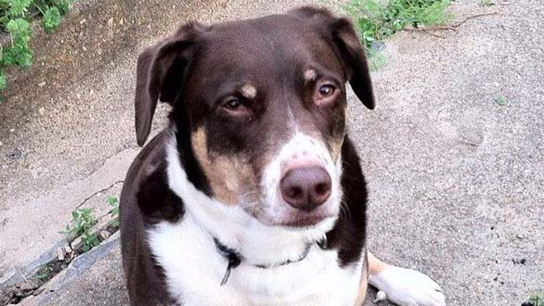 A couple's 9-year-old beagle and Australian shepherd mix discovered their dog was left behind in Germany because he was deemed unfit to fly.