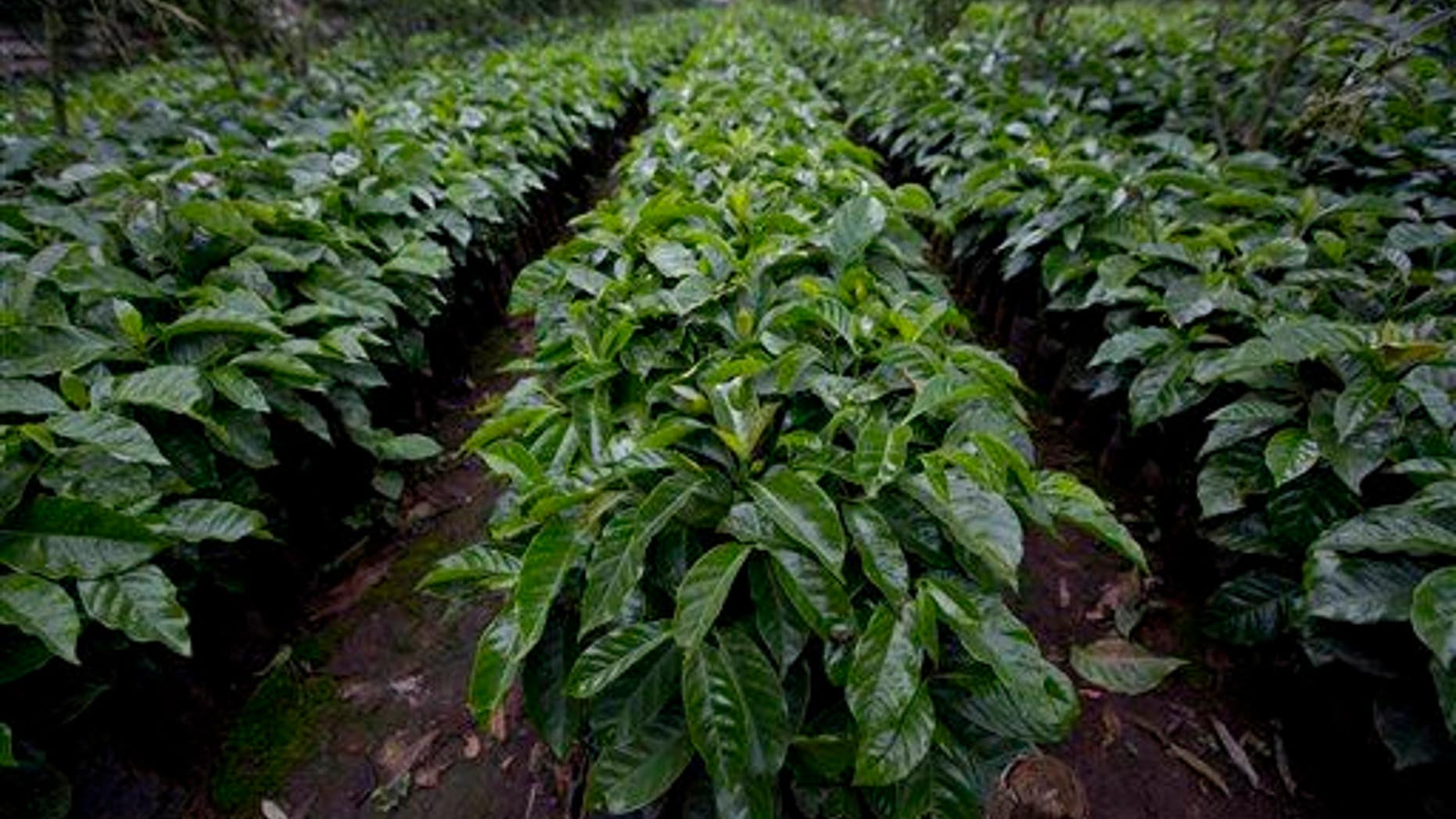 Sheppard says she used Roundup on her coffee farm for eight years.