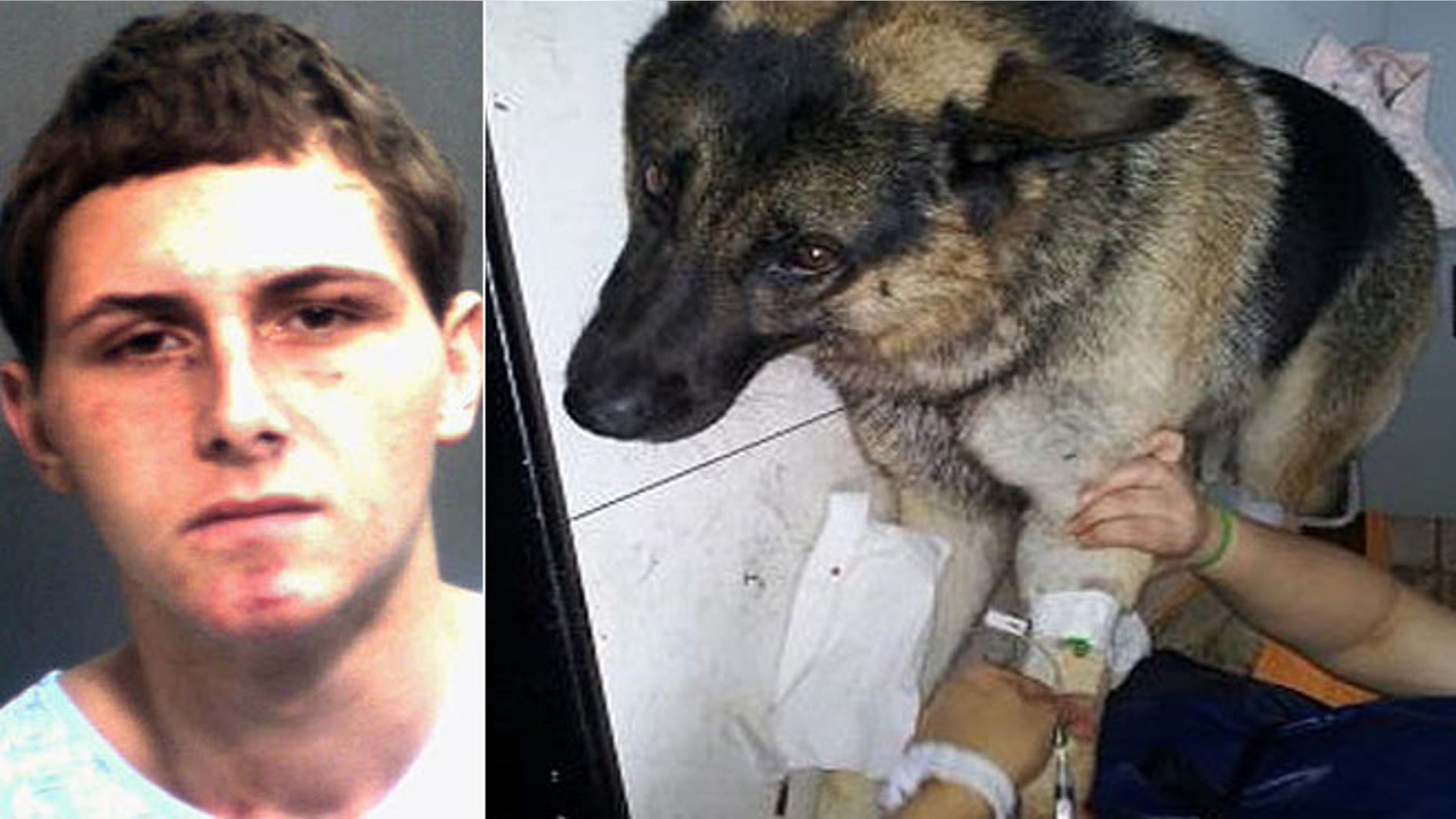 Police say Landon Bradley Barnes, 18, was booked on charges of injuring a police dog, among others.