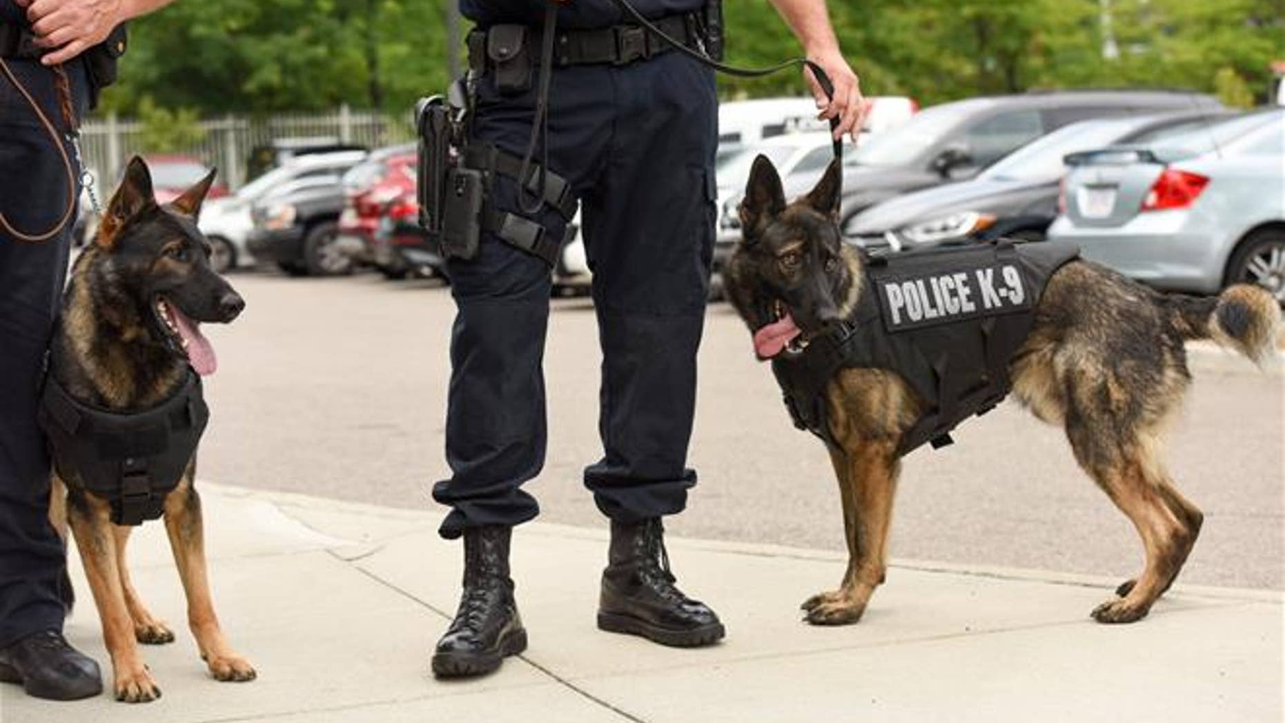 Police dogs are more vulnerable to fentanyl's dangers than their human colleagues.
