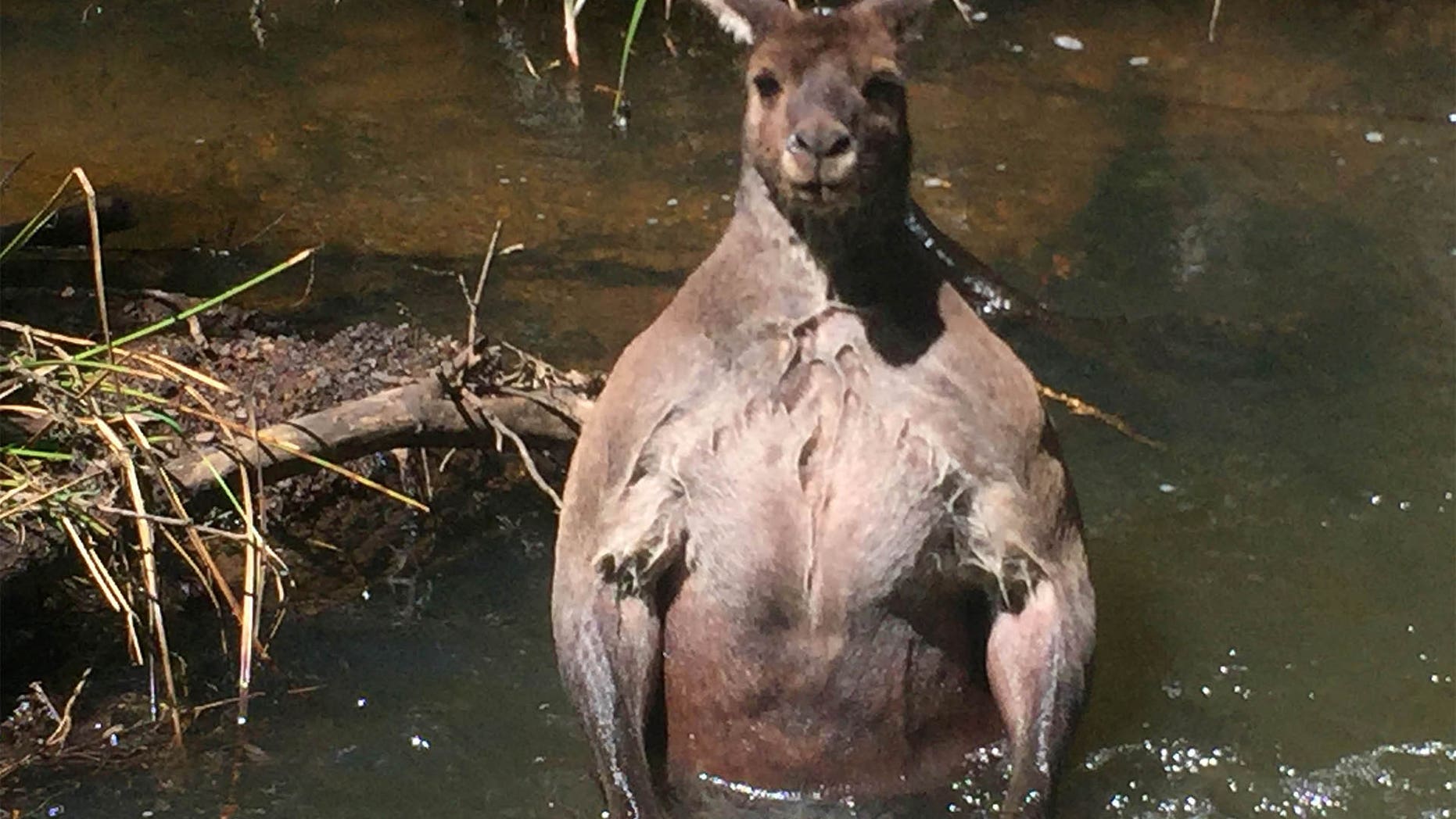 PIC FROM Jackson Vincent / Caters News - (PICTURED:Kangaroo in the creek) - This is the bizarre moment a gardener spotted a threatening bodybuilder 16st kangaroo bathing its bulging biceps in an Australian creek. Jackson Vincent snapped these astounding photographs of the huge roo tensing its rippling muscles in Boodjidup Creek in Margaret River, Western Australia, yesterday (TUES). The 27-year-old couldnt believe his eyes when he clocked the mammoth 6ft 5in mammal standing in the water and feared it could be preparing to attack beloved dog Dharma. SEE CATERS COPY